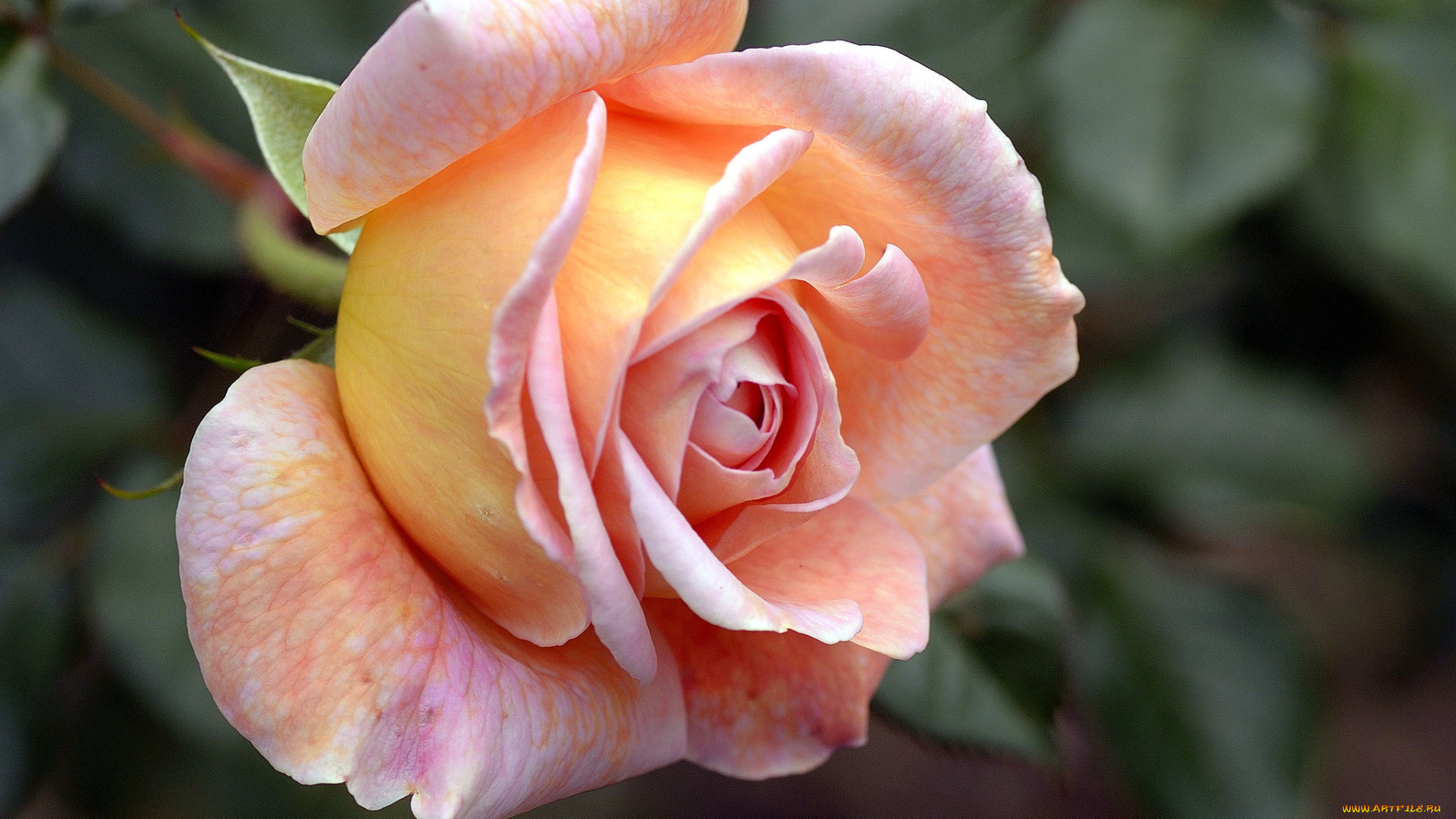 цветы, розы, бутон