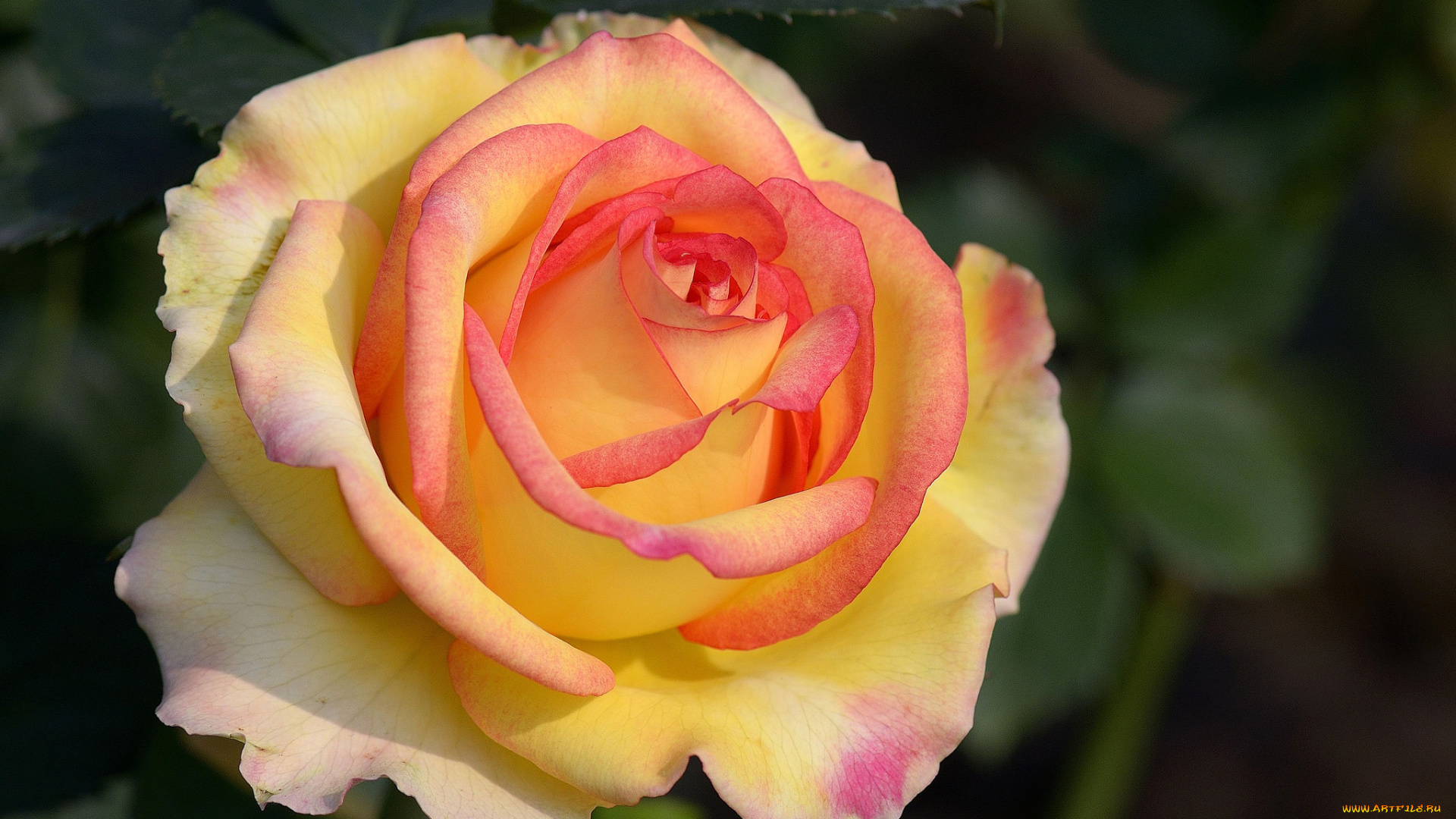 цветы, розы, макро