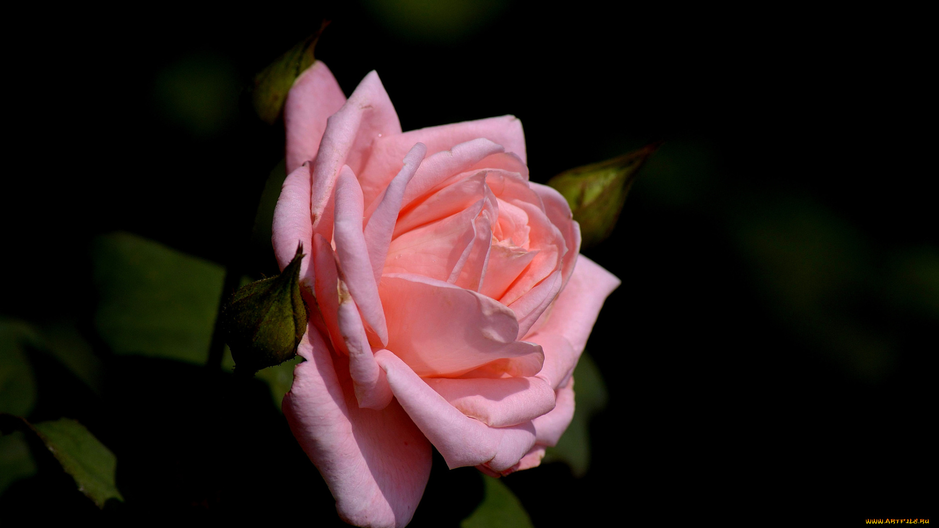 цветы, розы, розовый