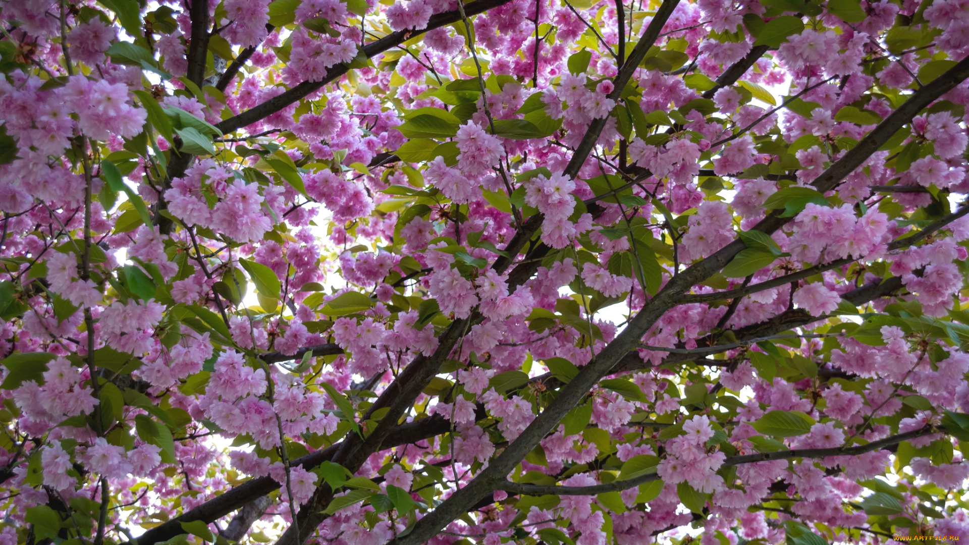 цветы, сакура, , вишня, весна