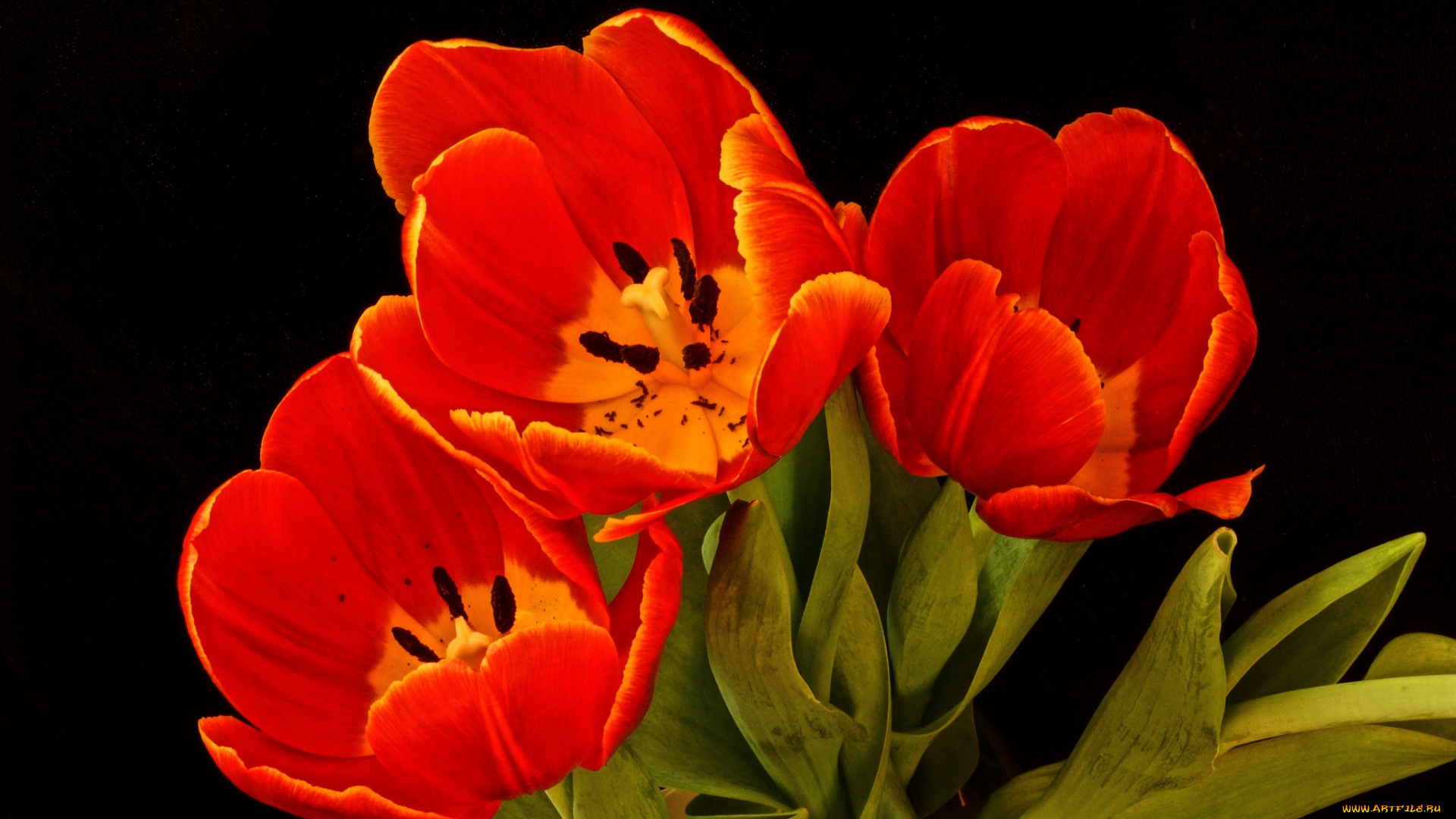 цветы, тюльпаны, красный