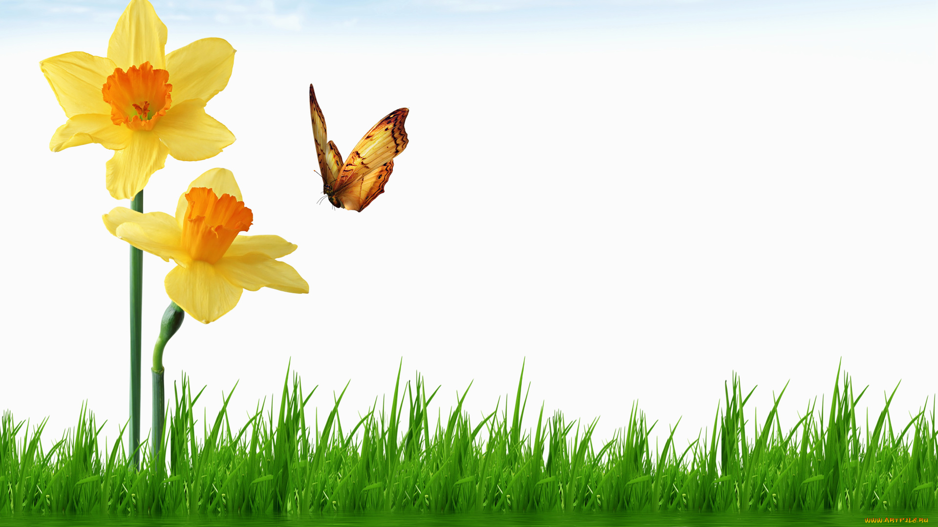 разное, компьютерный, дизайн, бабочки, трава, нарциссы