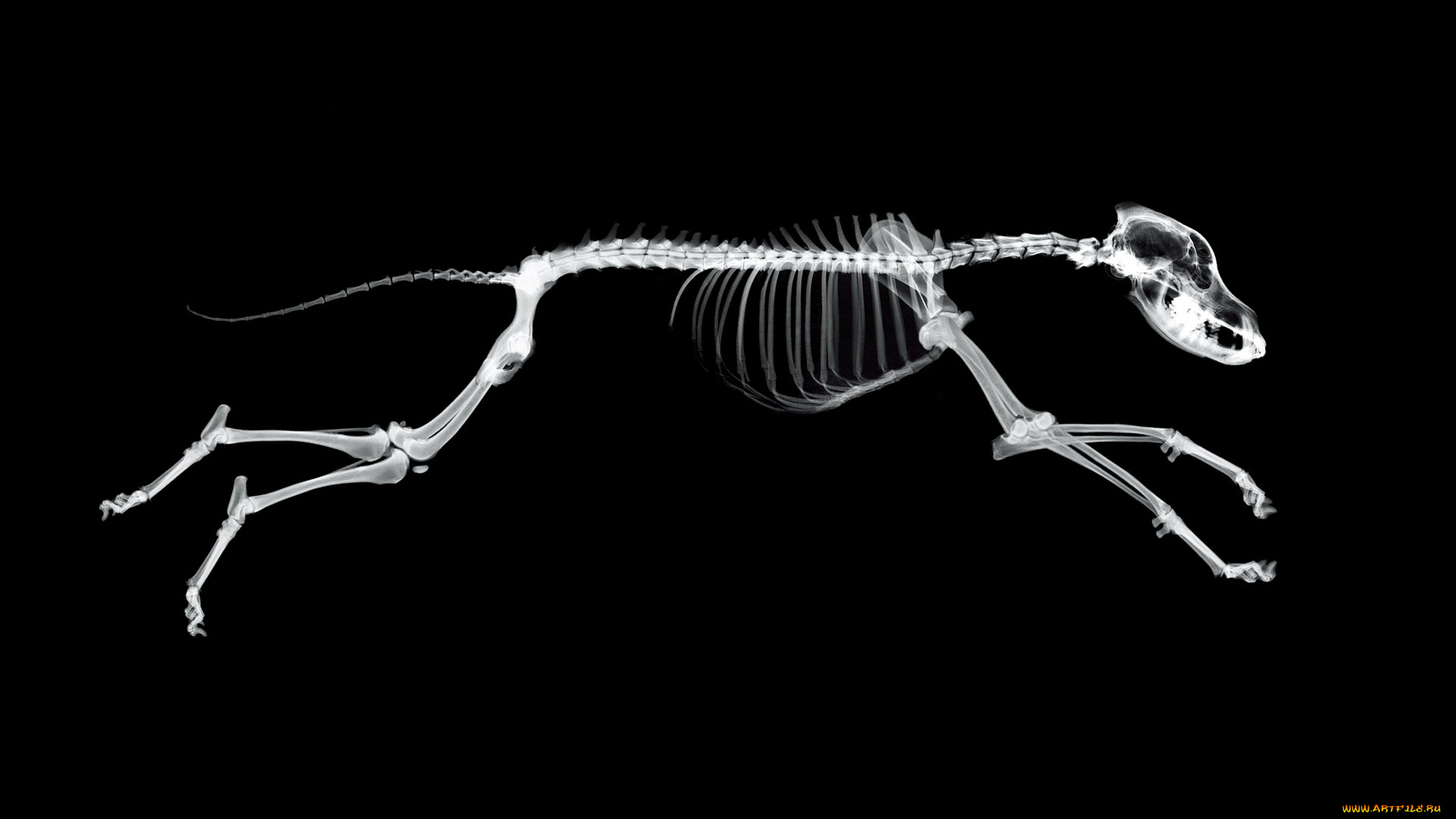 разное, кости, , рентген, собака, фон