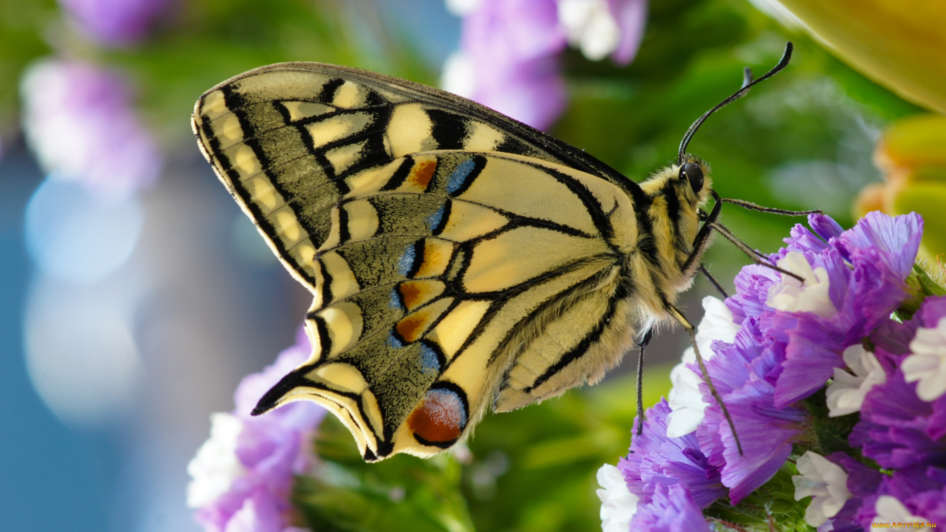 животные, бабочки, крылья