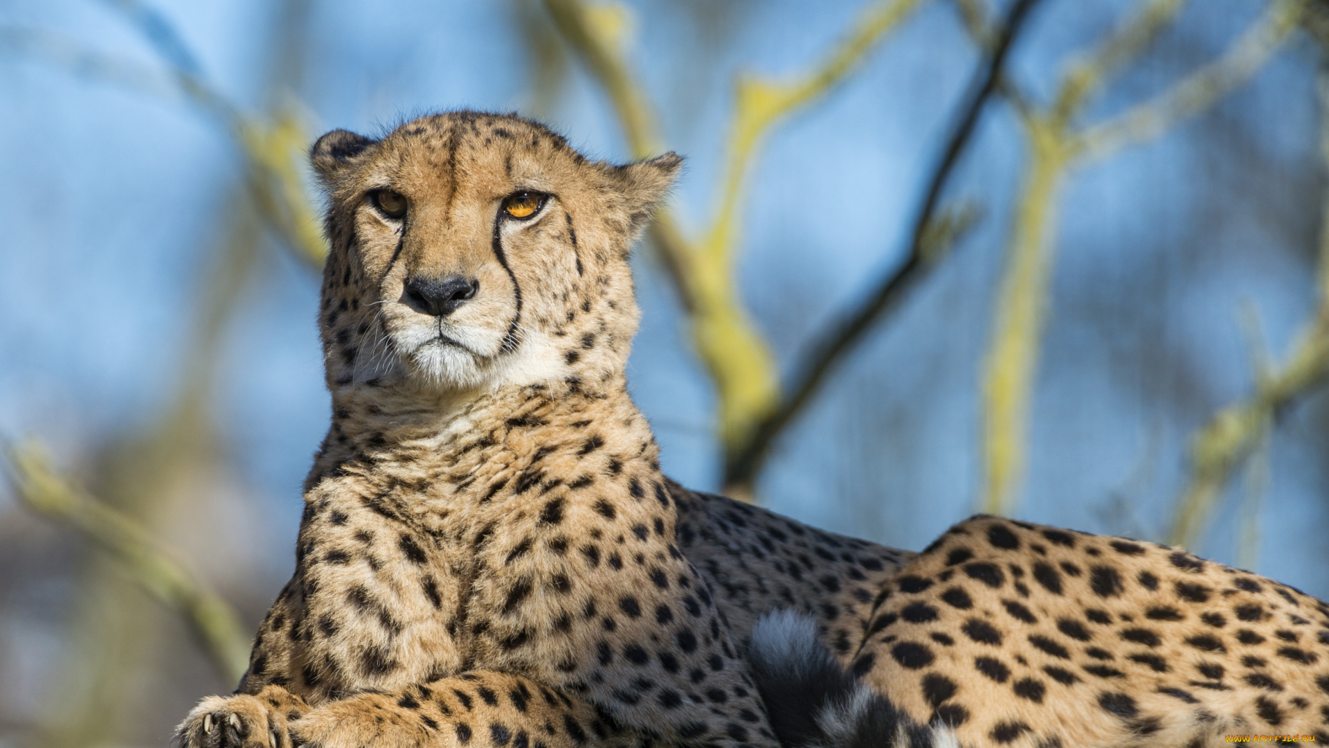 животные, гепарды, кошка