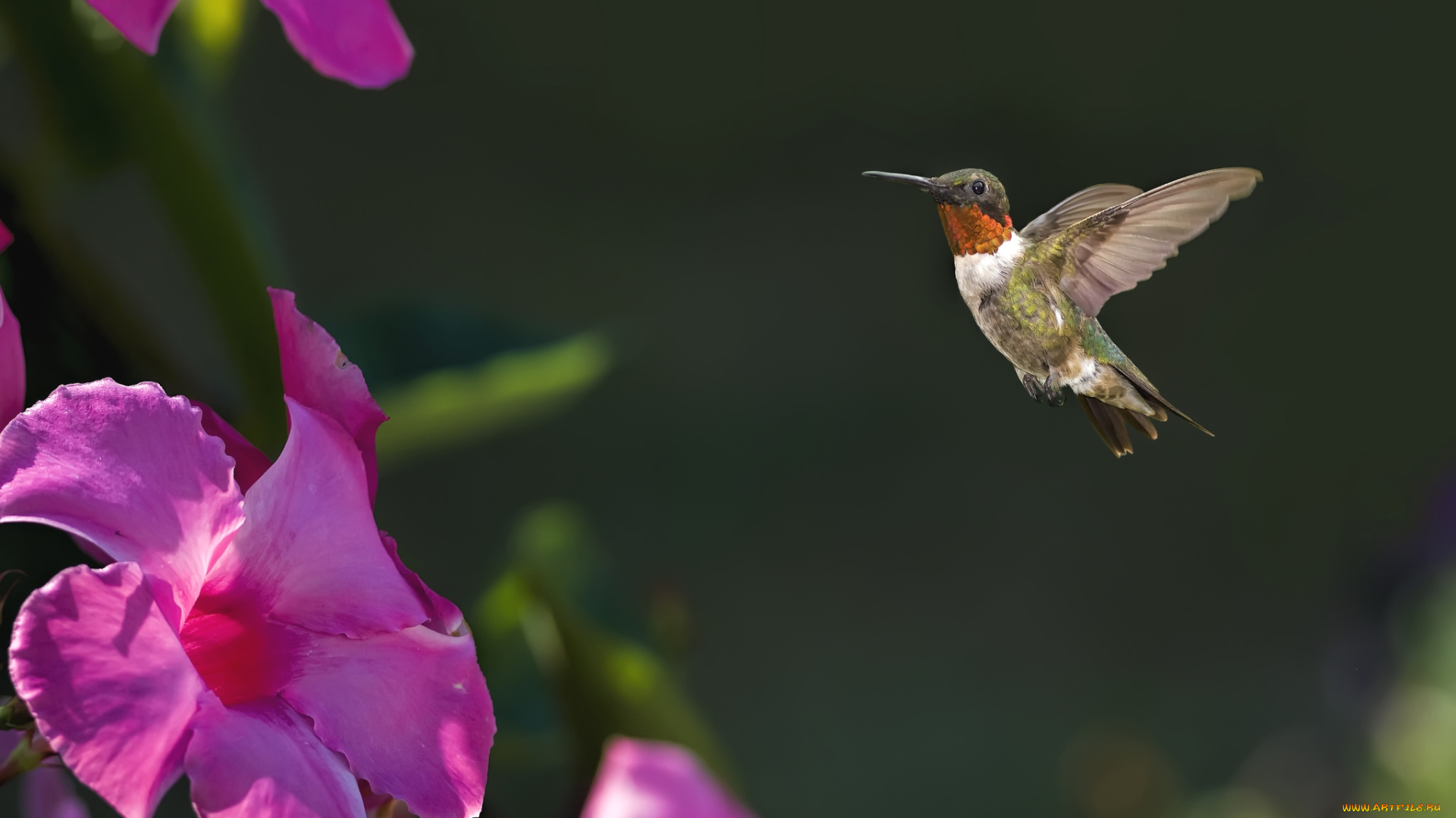 животные, колибри, цветок, кроха, полет