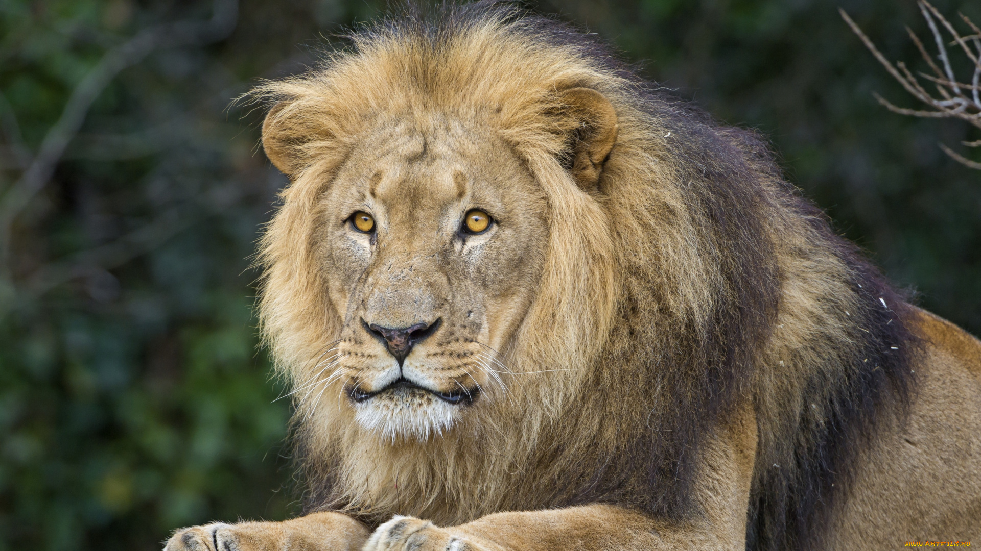 животные, львы, царь
