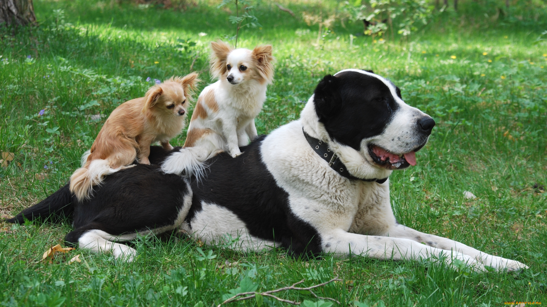 животные, собаки, друзья
