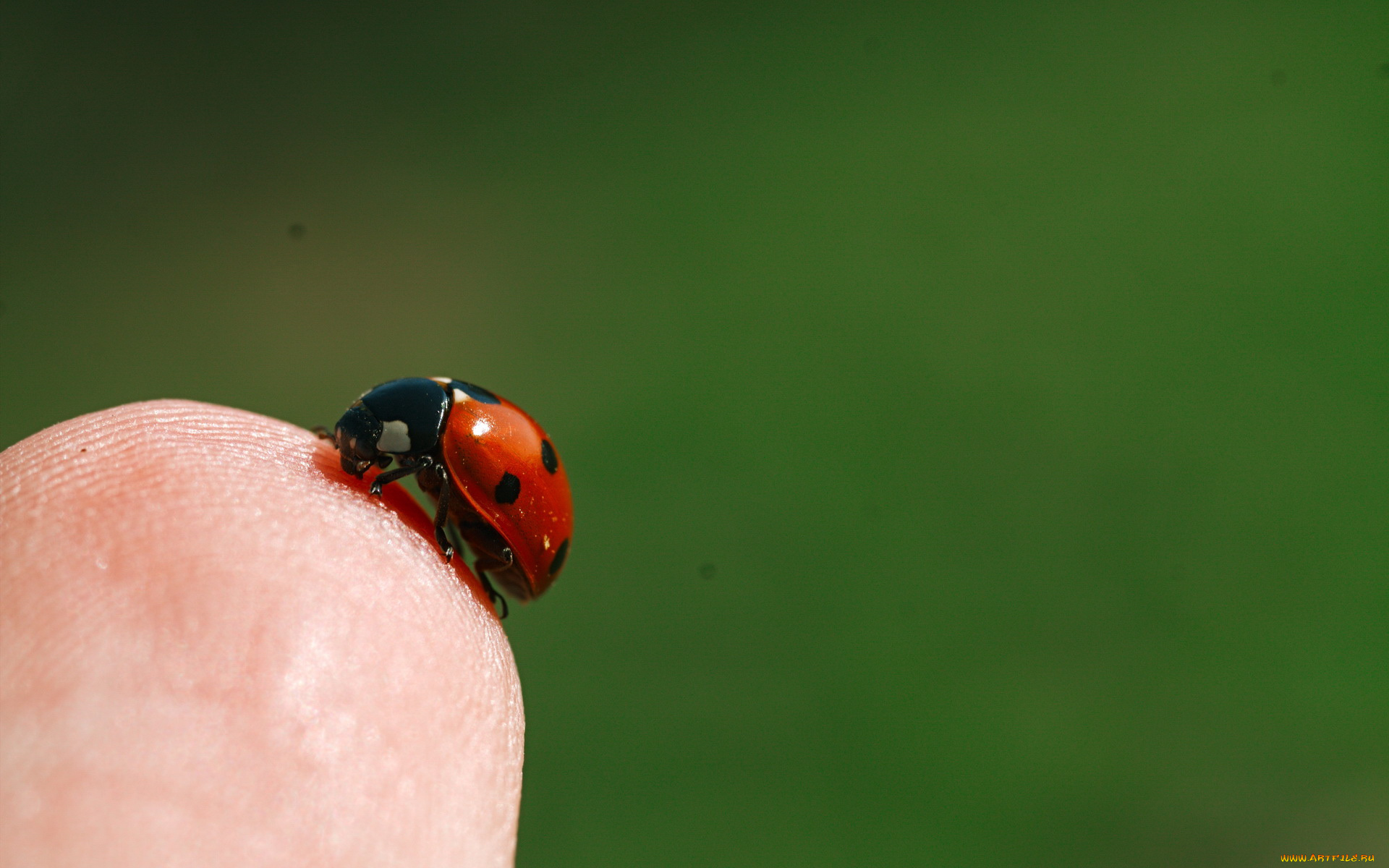животные, божьи, коровки, насекомое