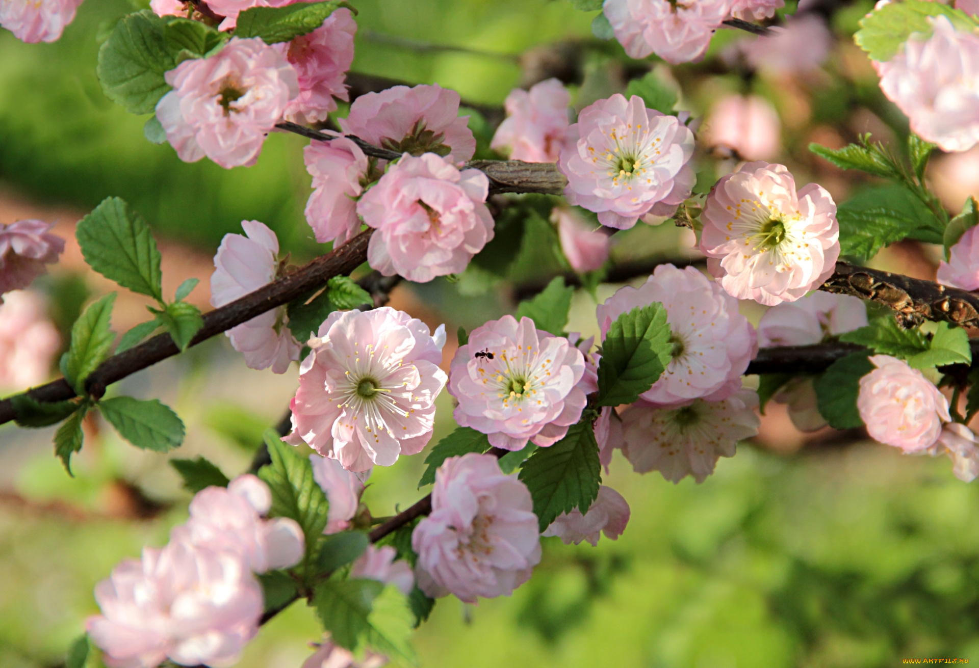 цветы, цветущие, деревья, , , кустарники, весна