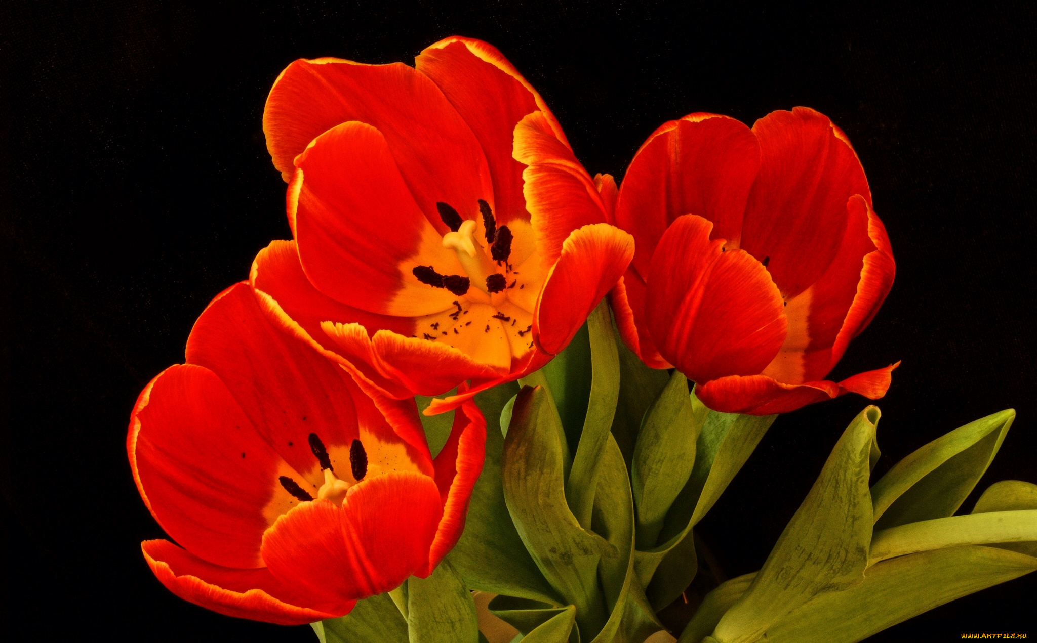 цветы, тюльпаны, красный