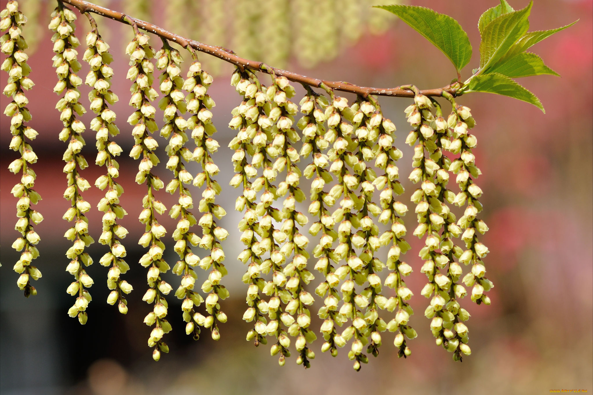 цветы, цветущие, деревья, , , кустарники, весна