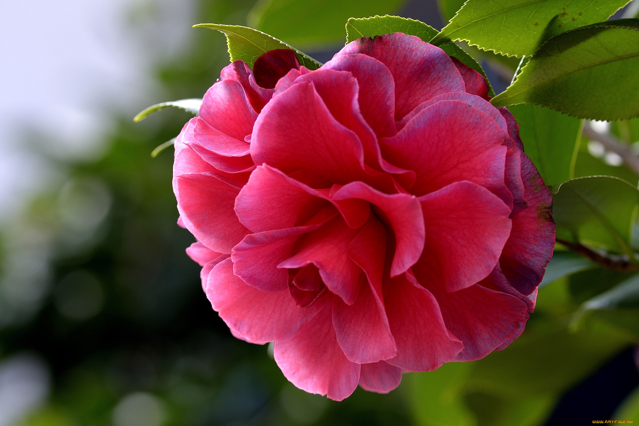 цветы, камелии, макро