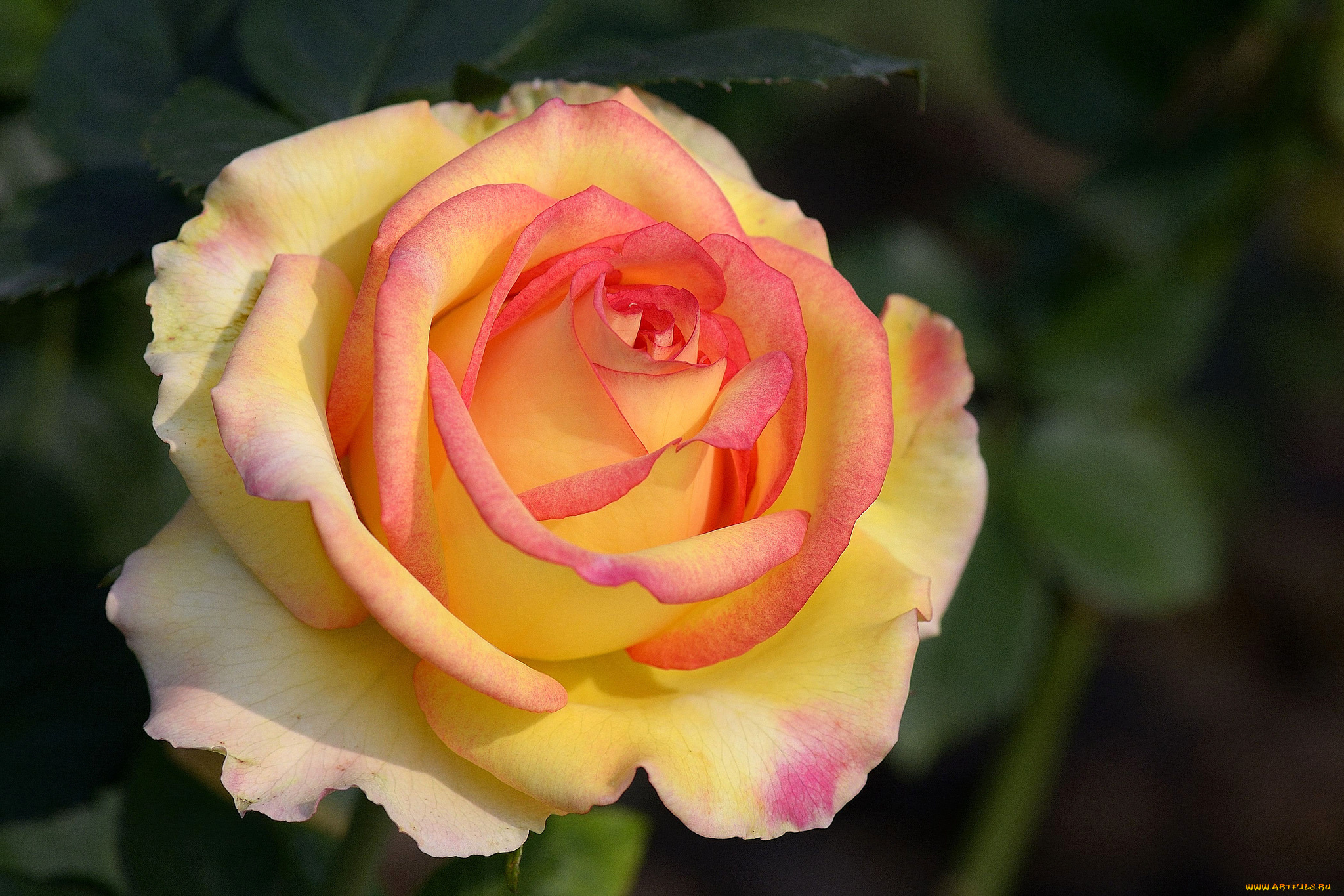 цветы, розы, макро