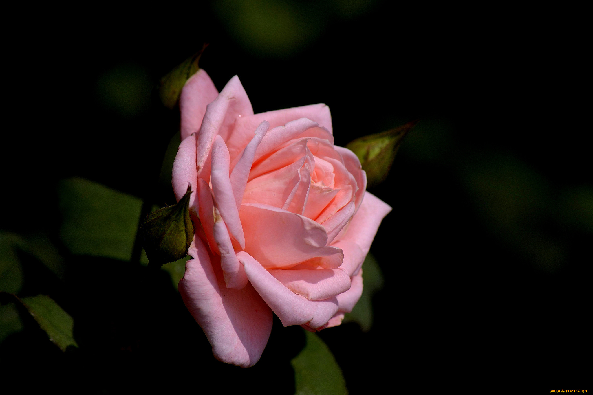 цветы, розы, розовый