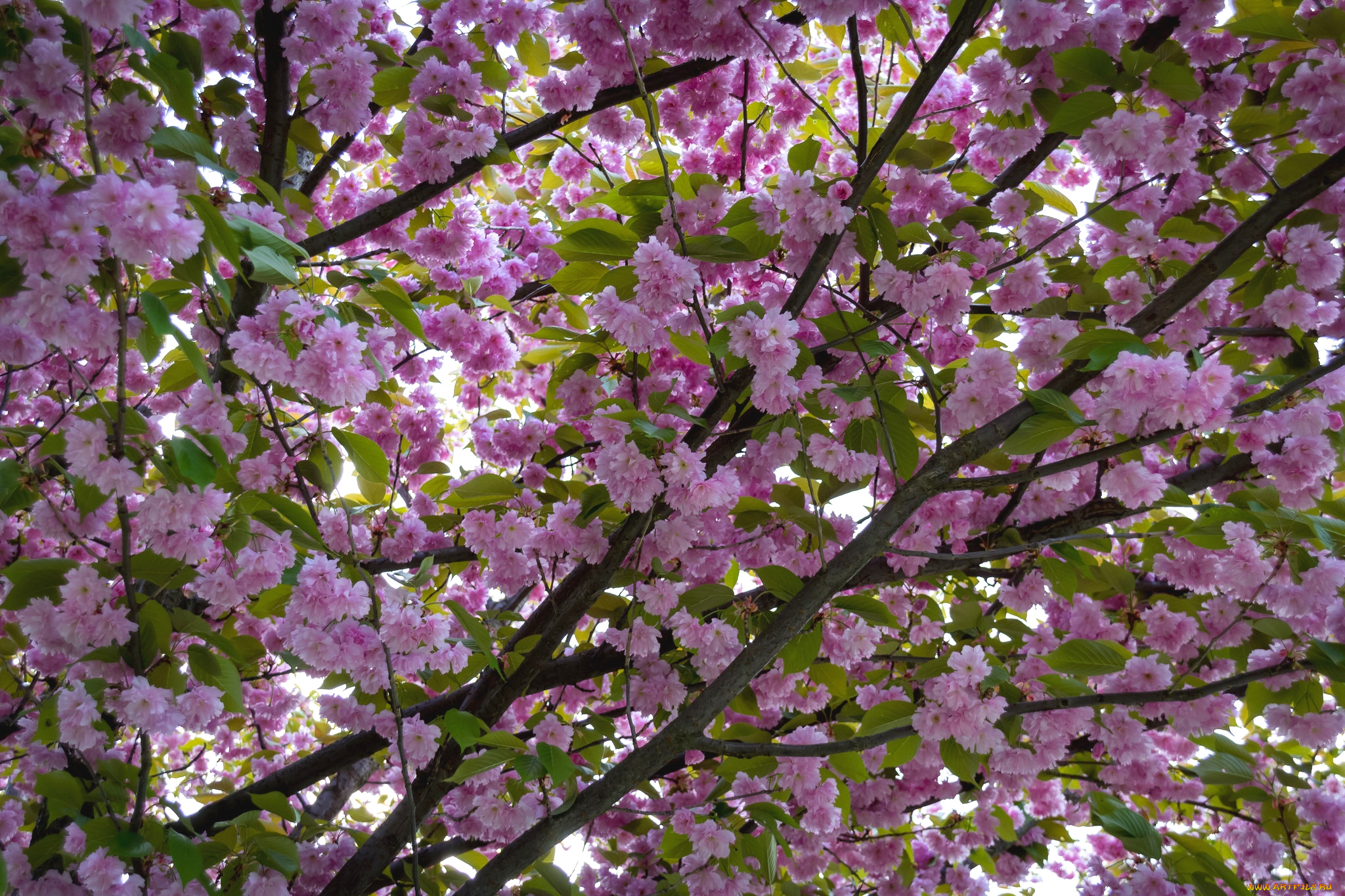 цветы, сакура, , вишня, весна