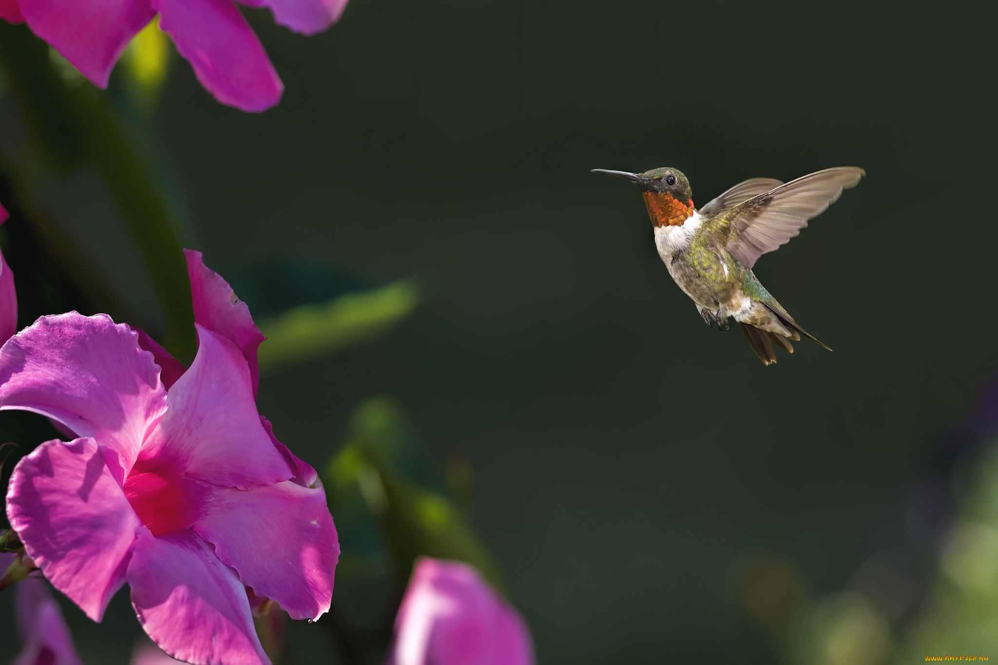 животные, колибри, цветок, кроха, полет