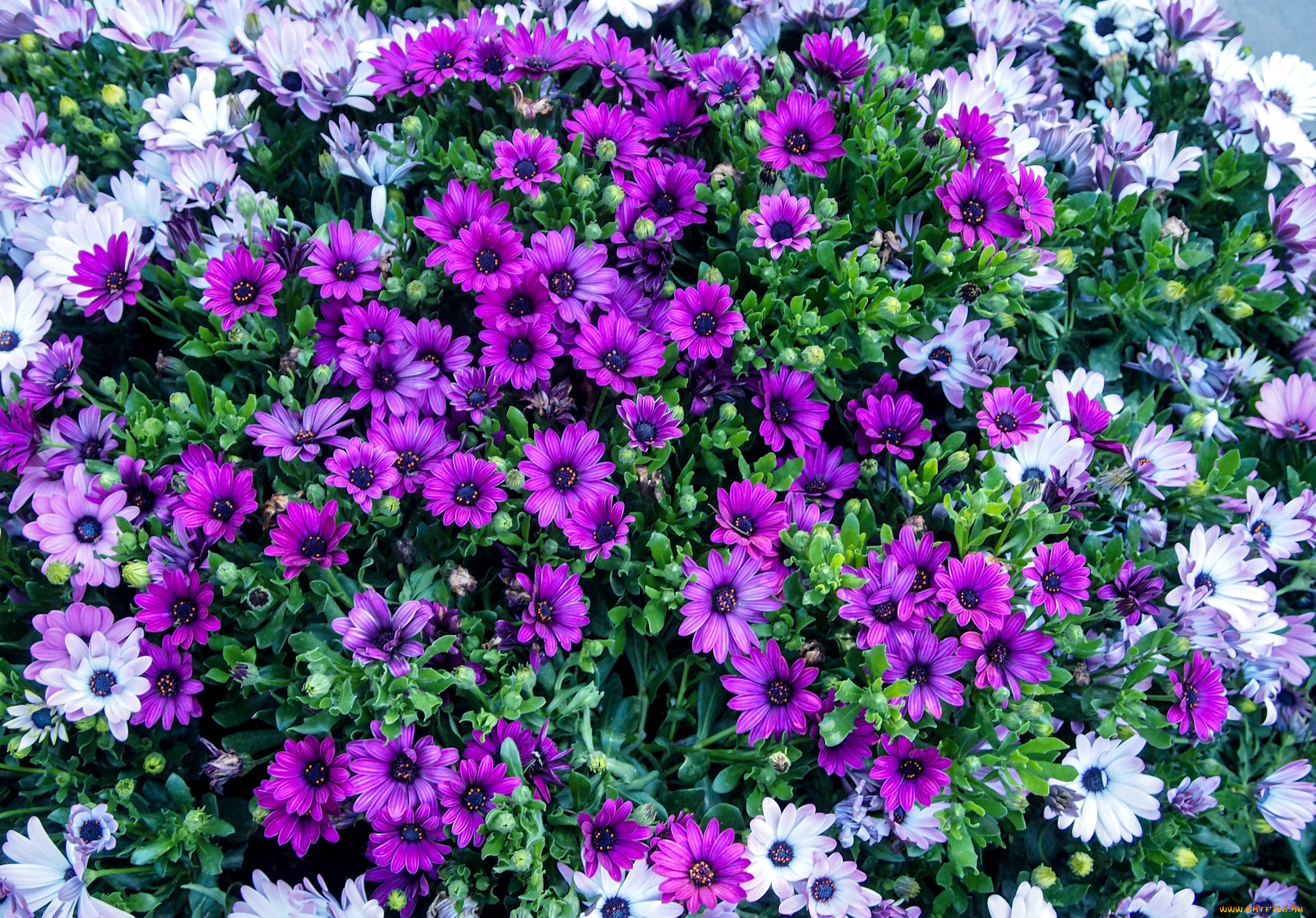 цветы, диморфотеки, яркий