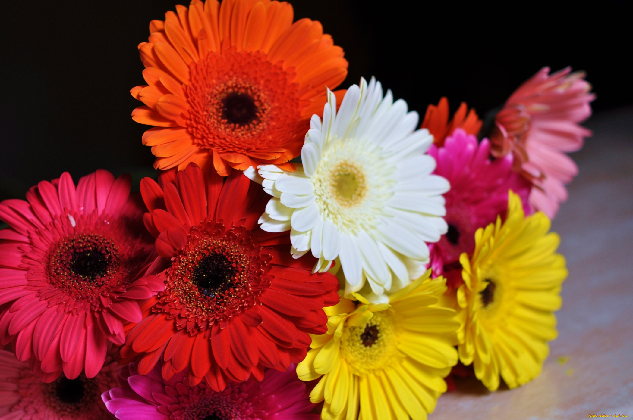 цветы, герберы, букет