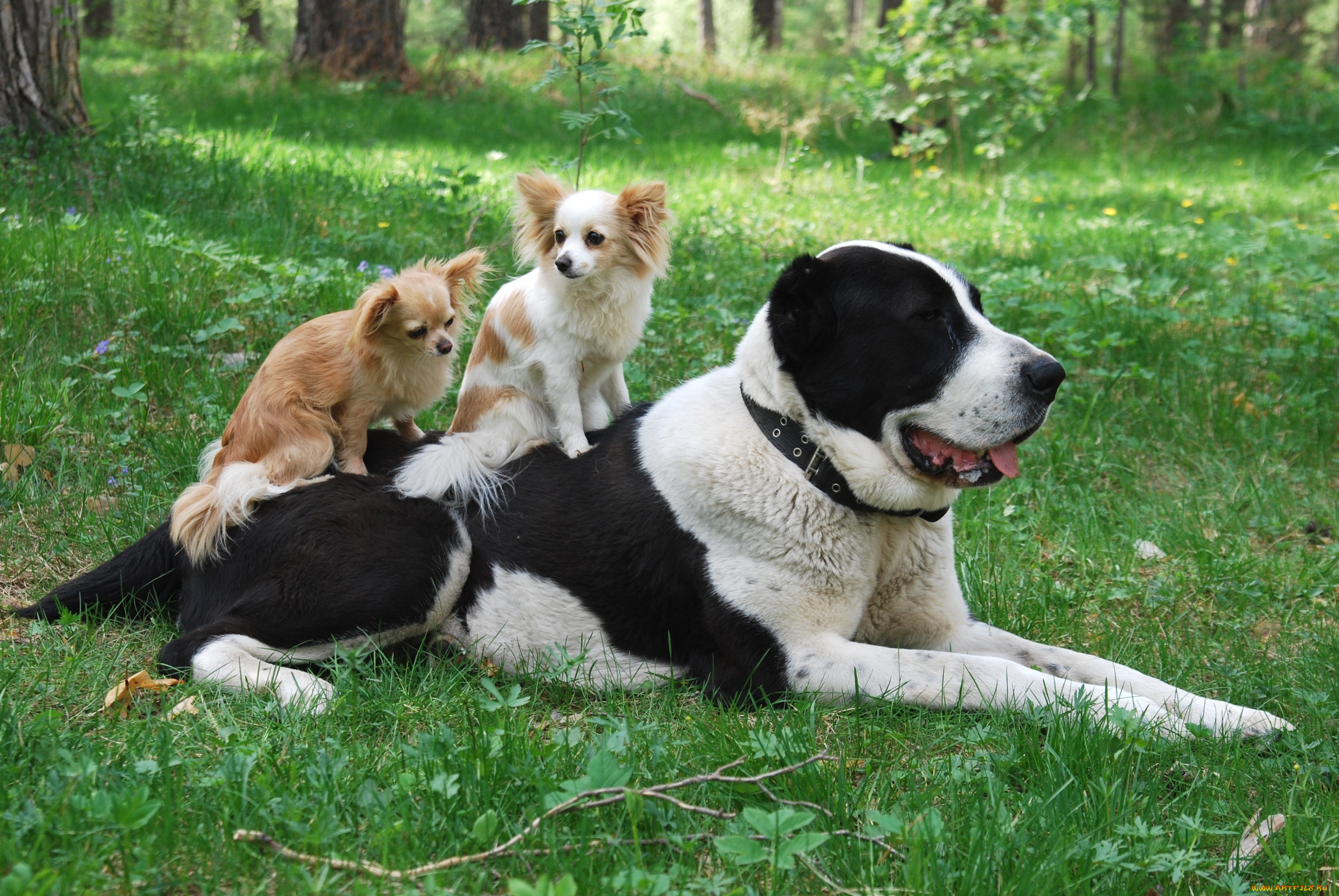 животные, собаки, друзья