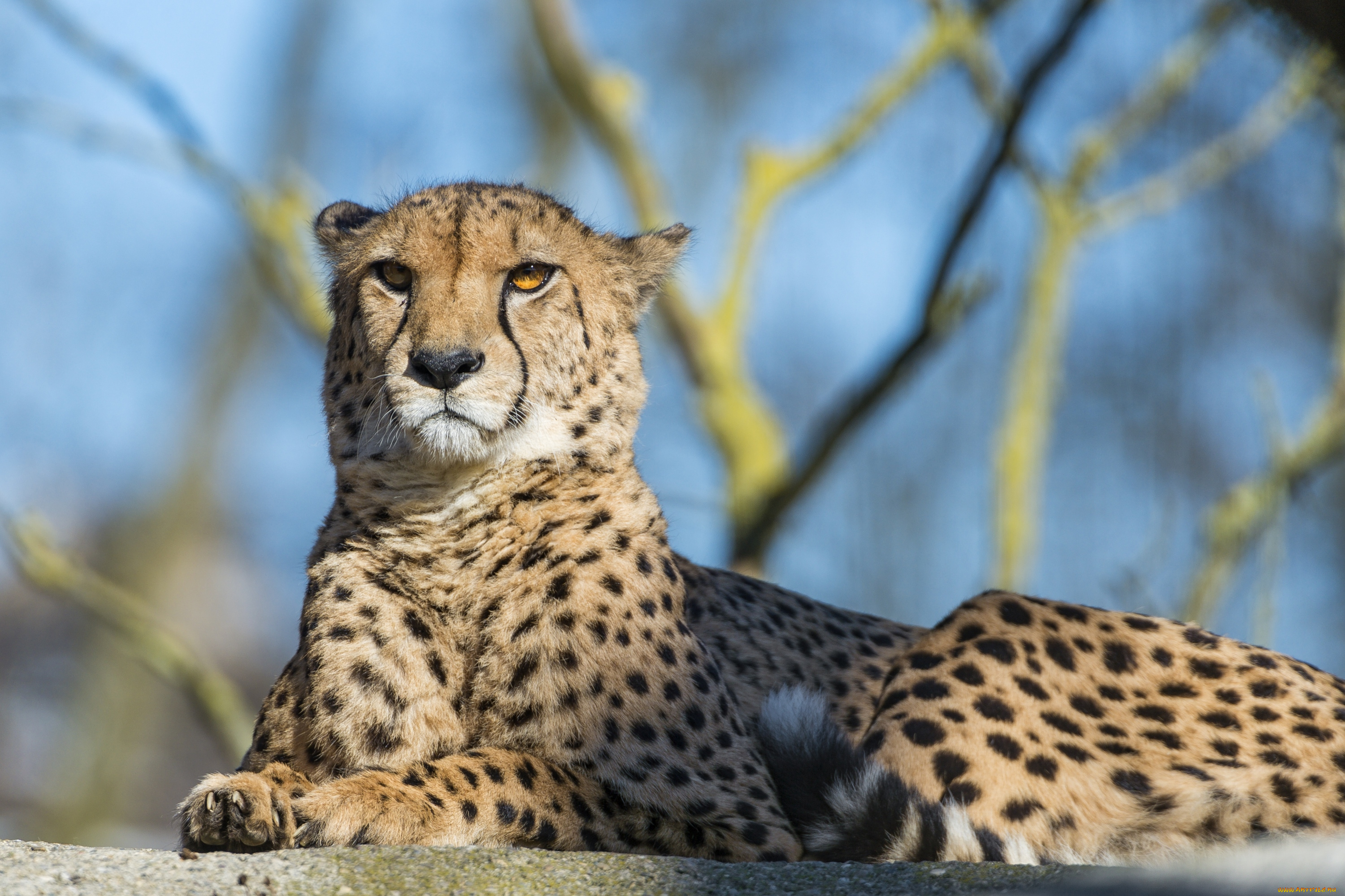 животные, гепарды, кошка