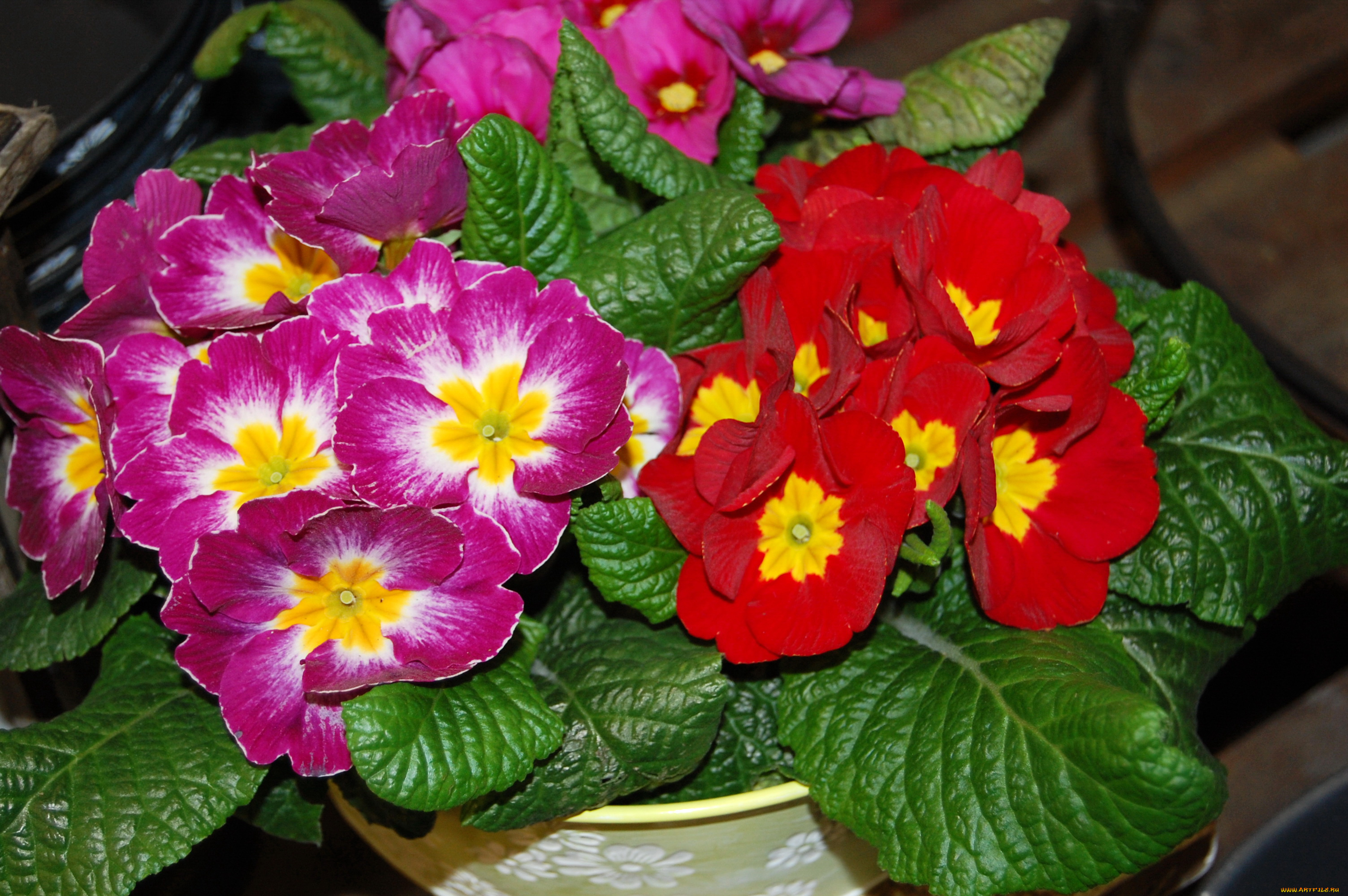 цветы, примулы, примула, красные