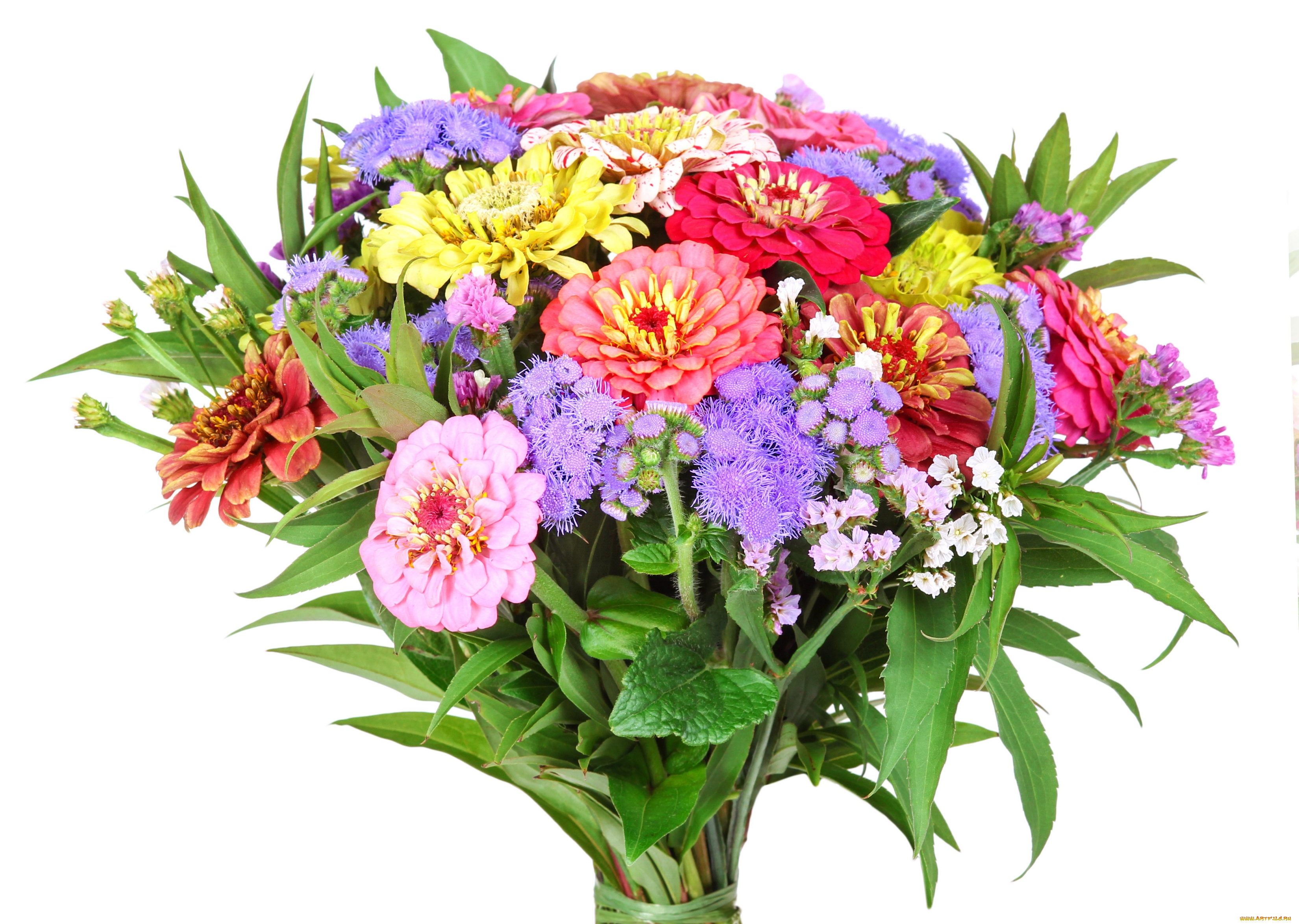 цветы, букеты, , композиции, аргентум, цинния