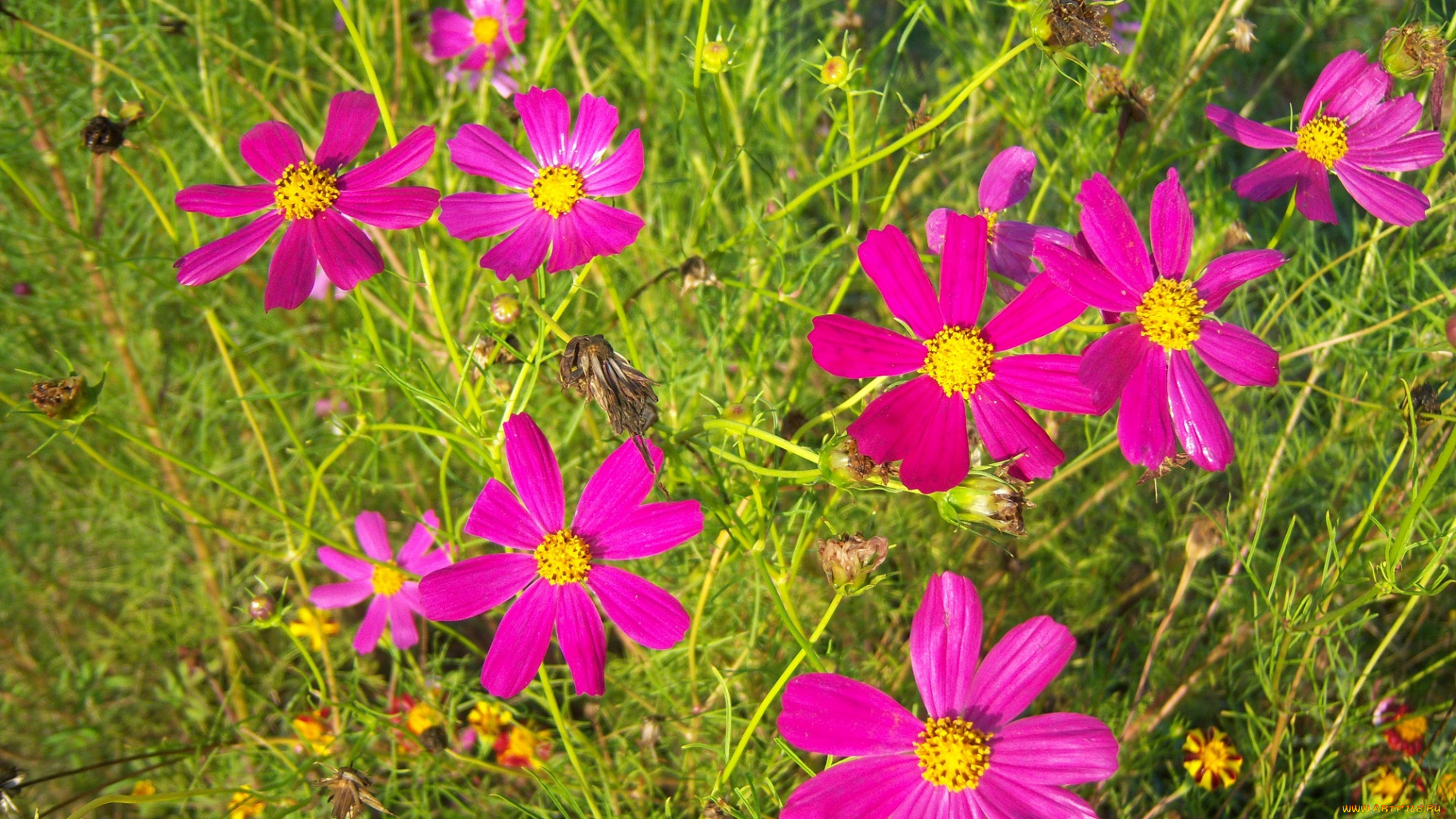 цветы, космея, розовые, лето