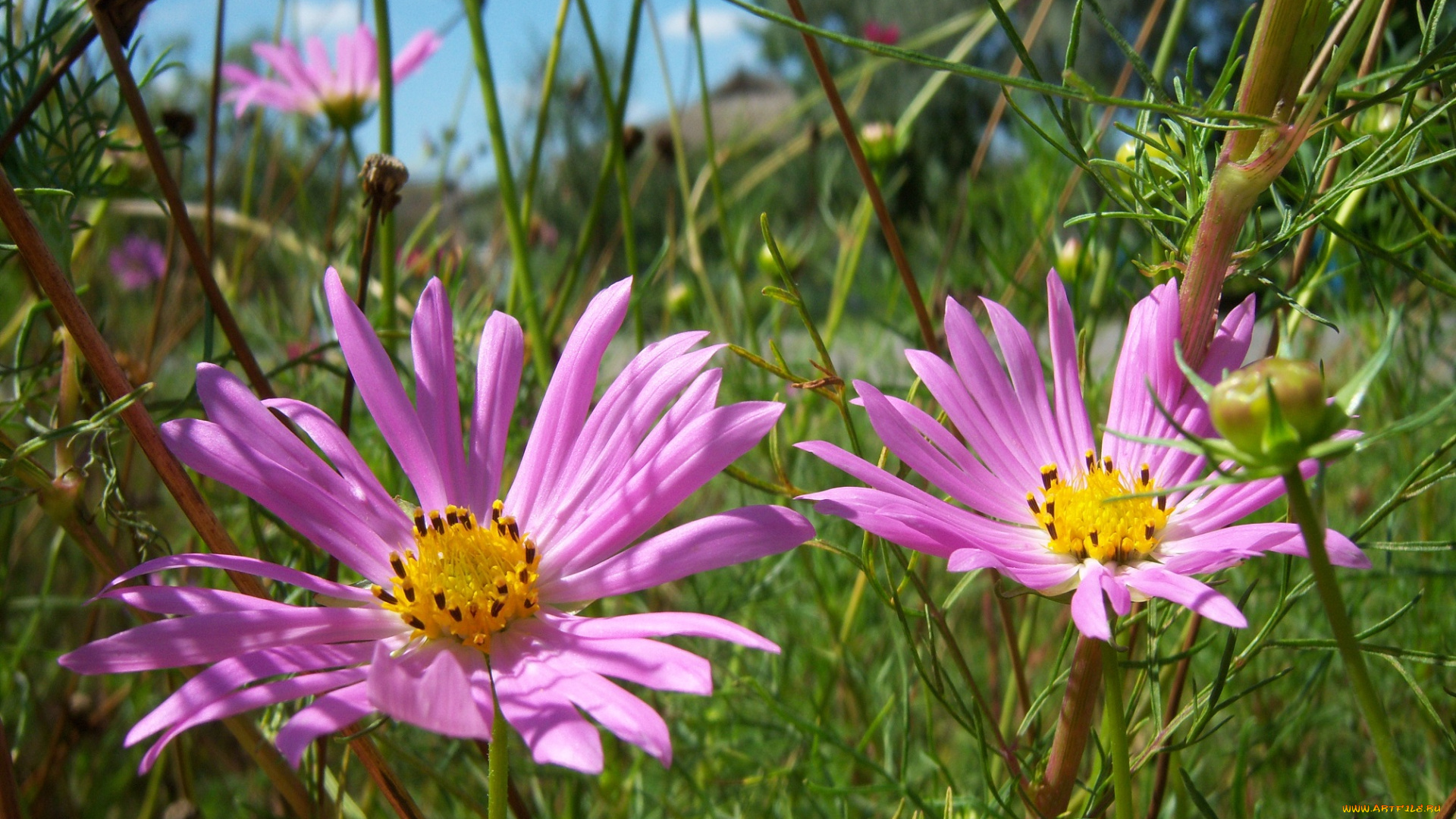 цветы, космея, розовые, лето