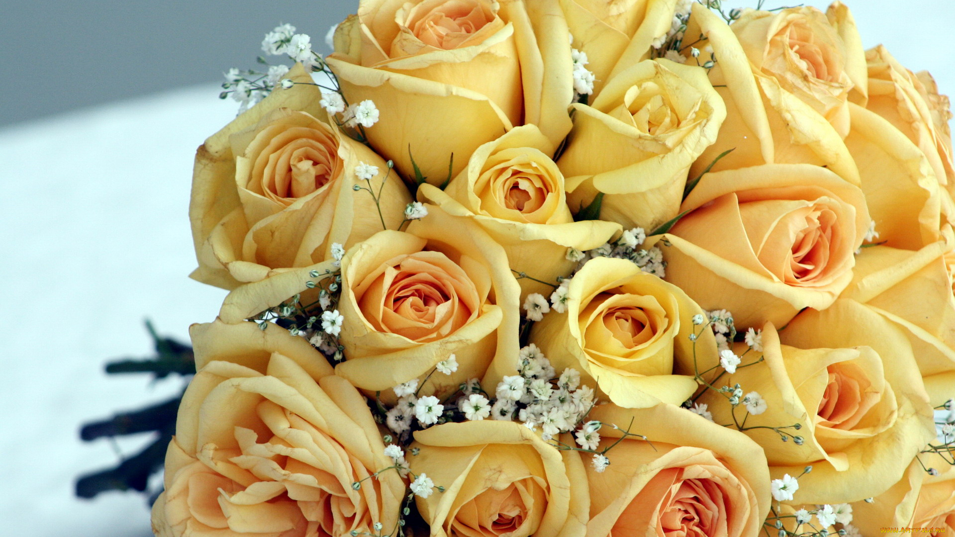 цветы, розы, гипсофила