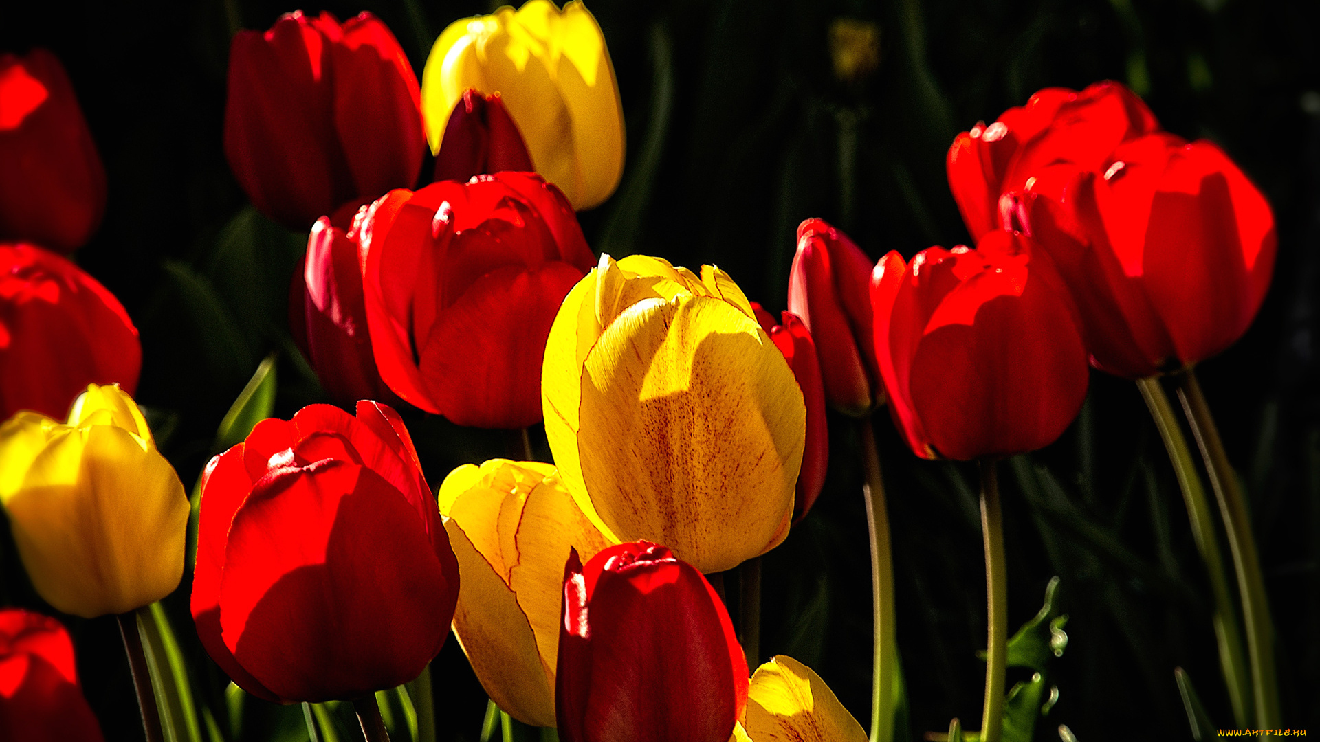 цветы, тюльпаны, лепестки, листья, свет, краски, природа