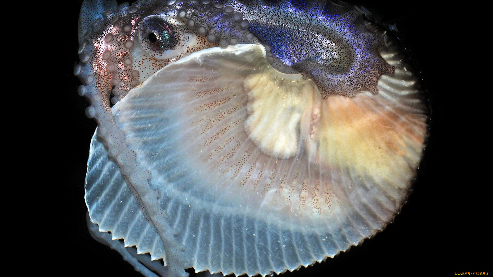 осьминог, животные, морская, фауна, подводный, мир