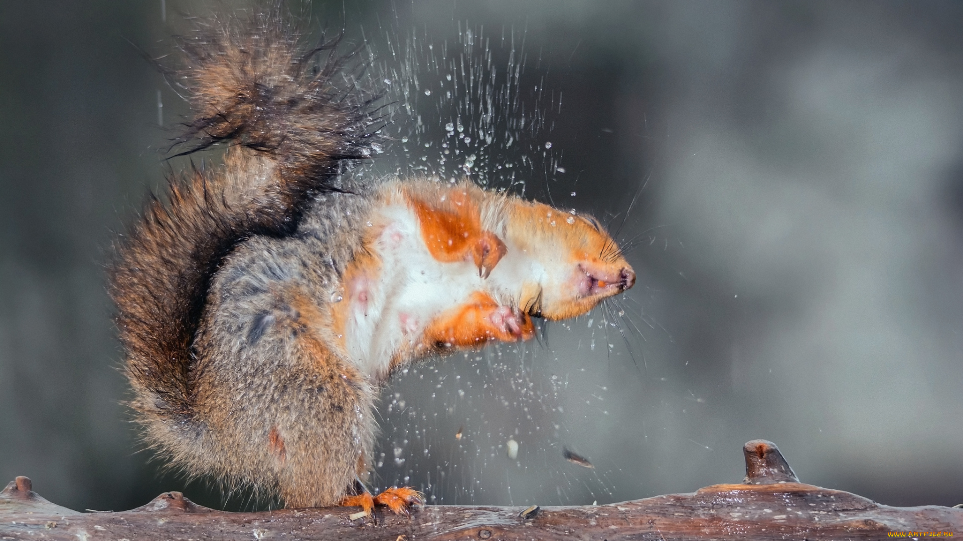 животные, белки, мокрая, белка, брызги, капли, доска