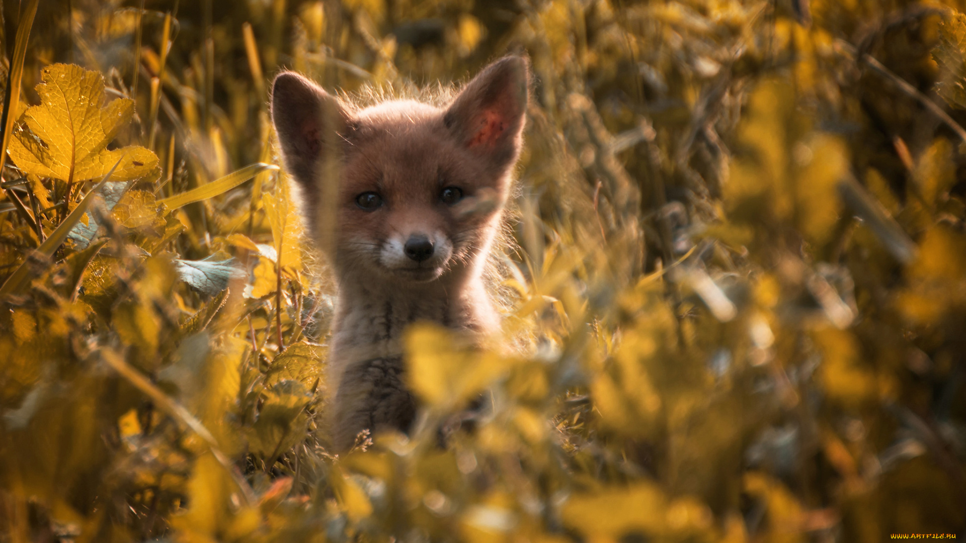 животные, лисы, маленький, лисенок, трава, свет