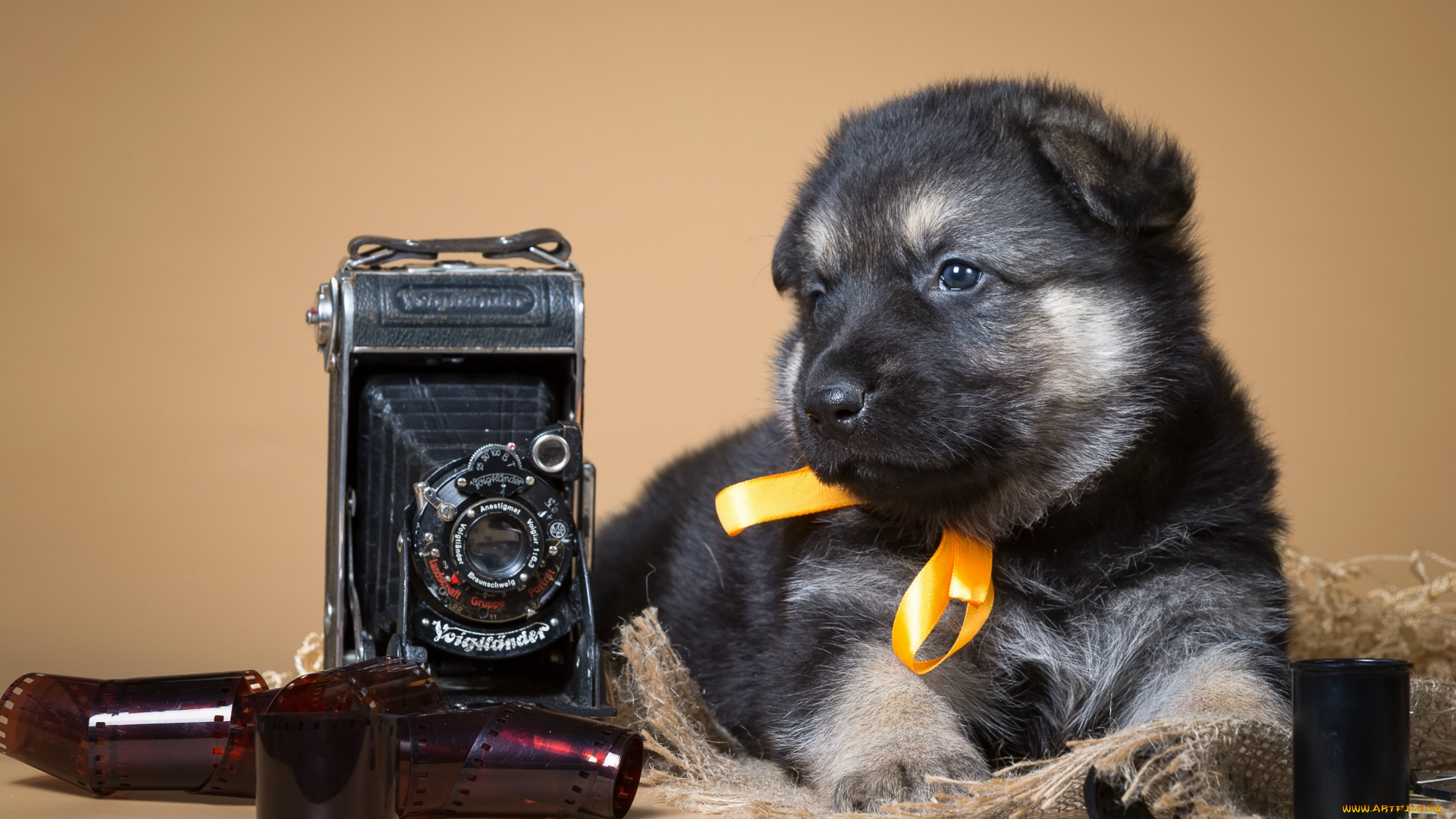 животные, собаки, фотоаппарат, ретро, бантик, овчарка, пленка, щенок
