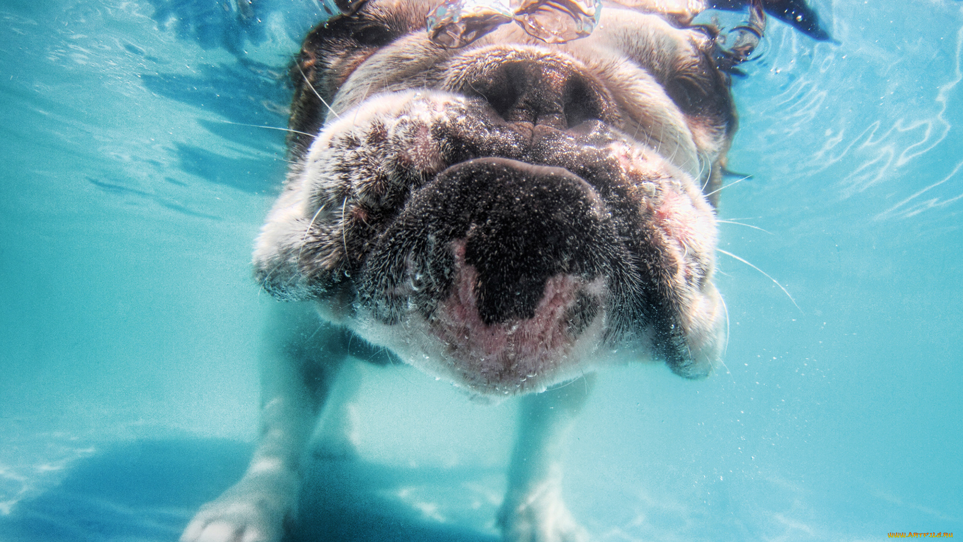 животные, собаки, щенок, бульдог, ныряние