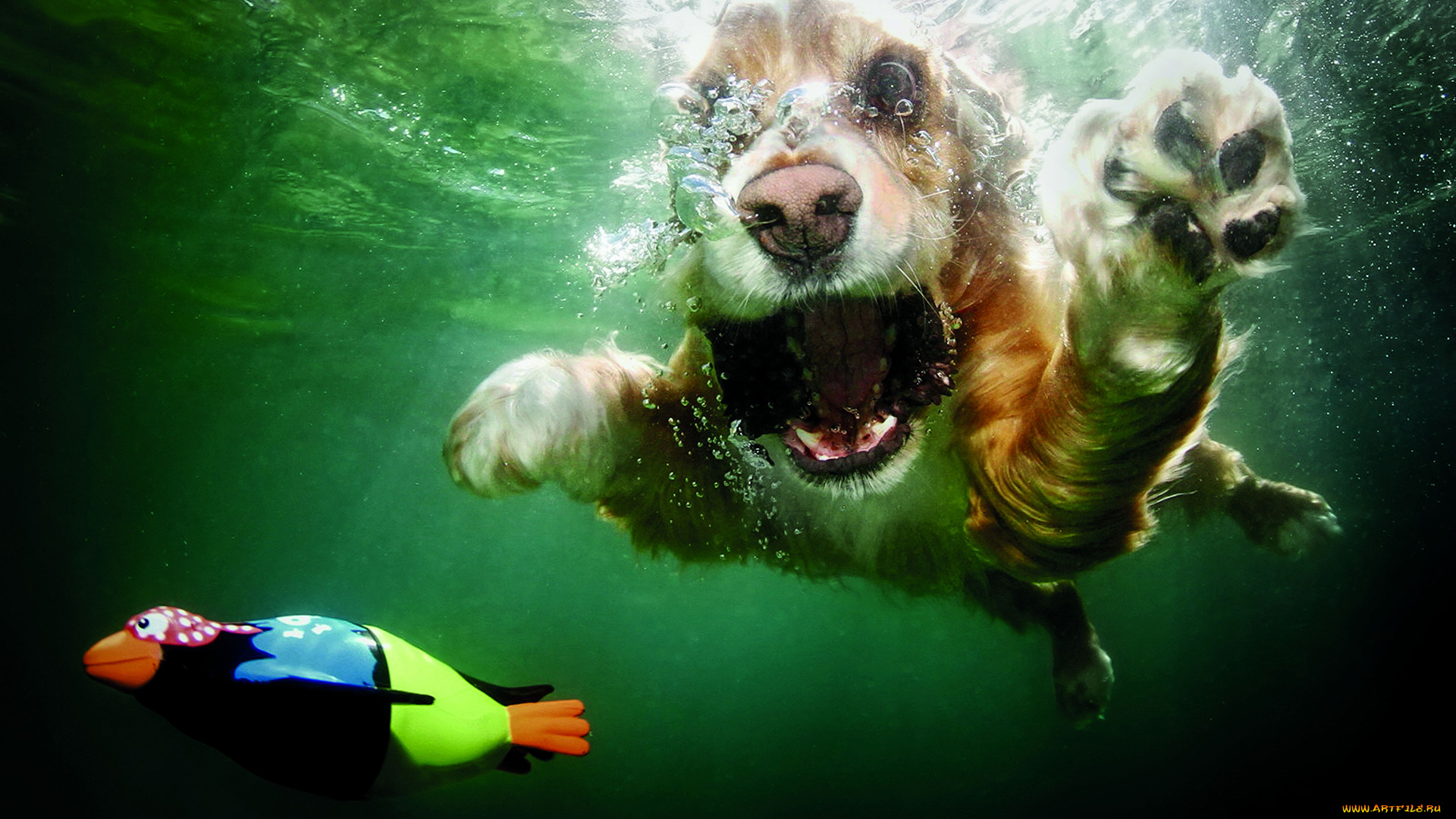 животные, собаки, щенок, спаниэль, ныряние