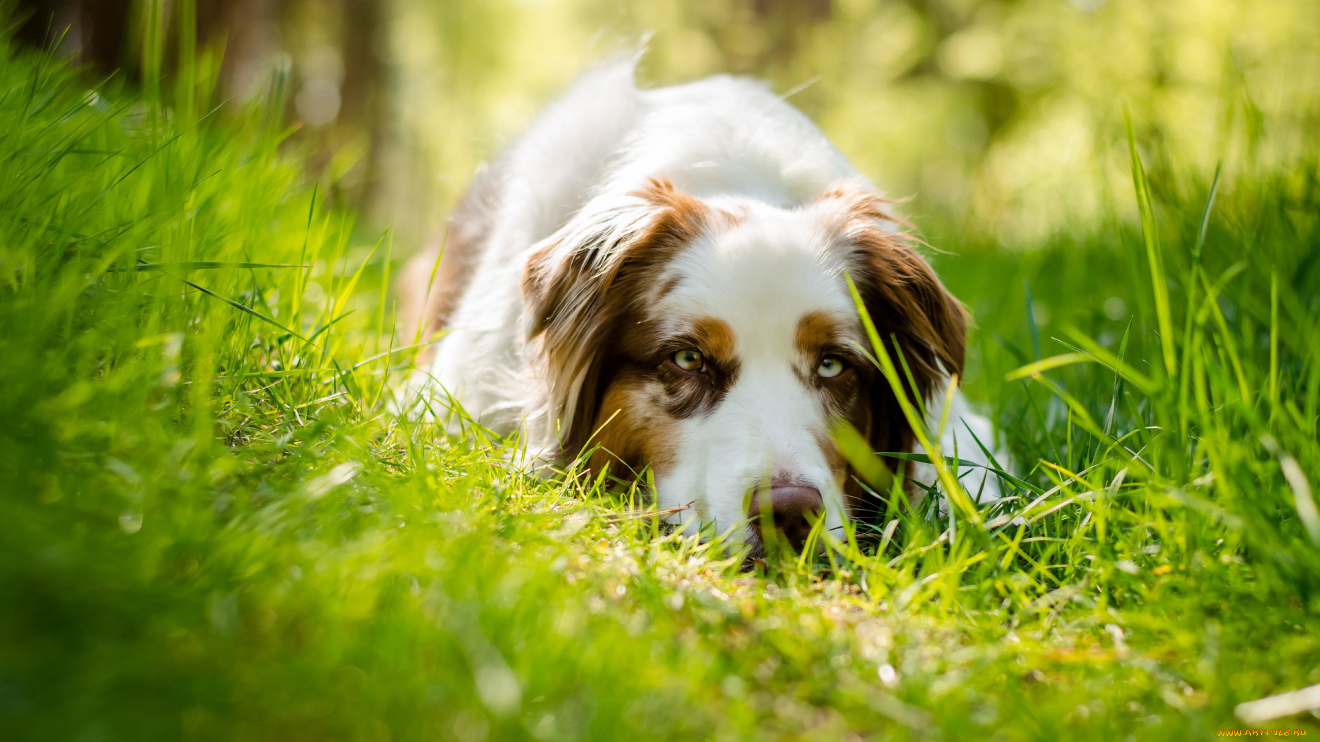 животные, собаки, собака, взгляд, друг