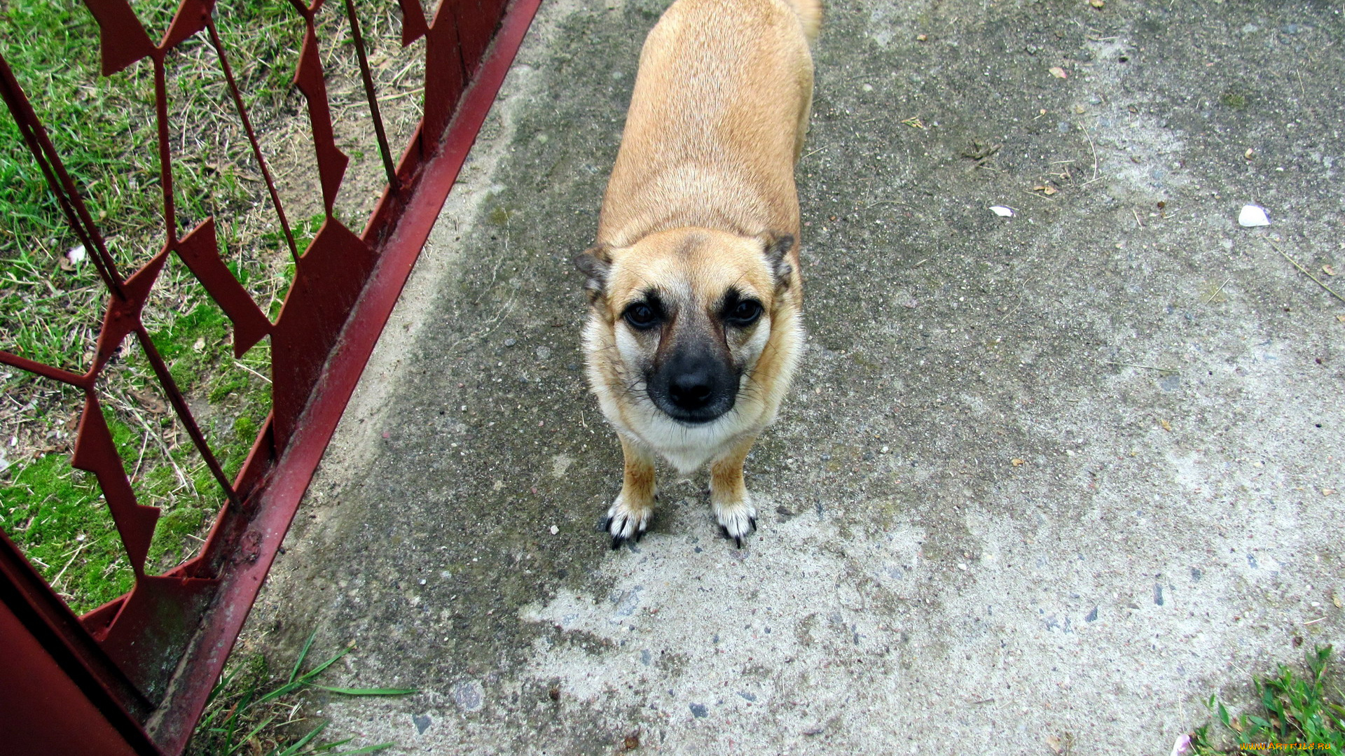 животные, собаки, взгляд