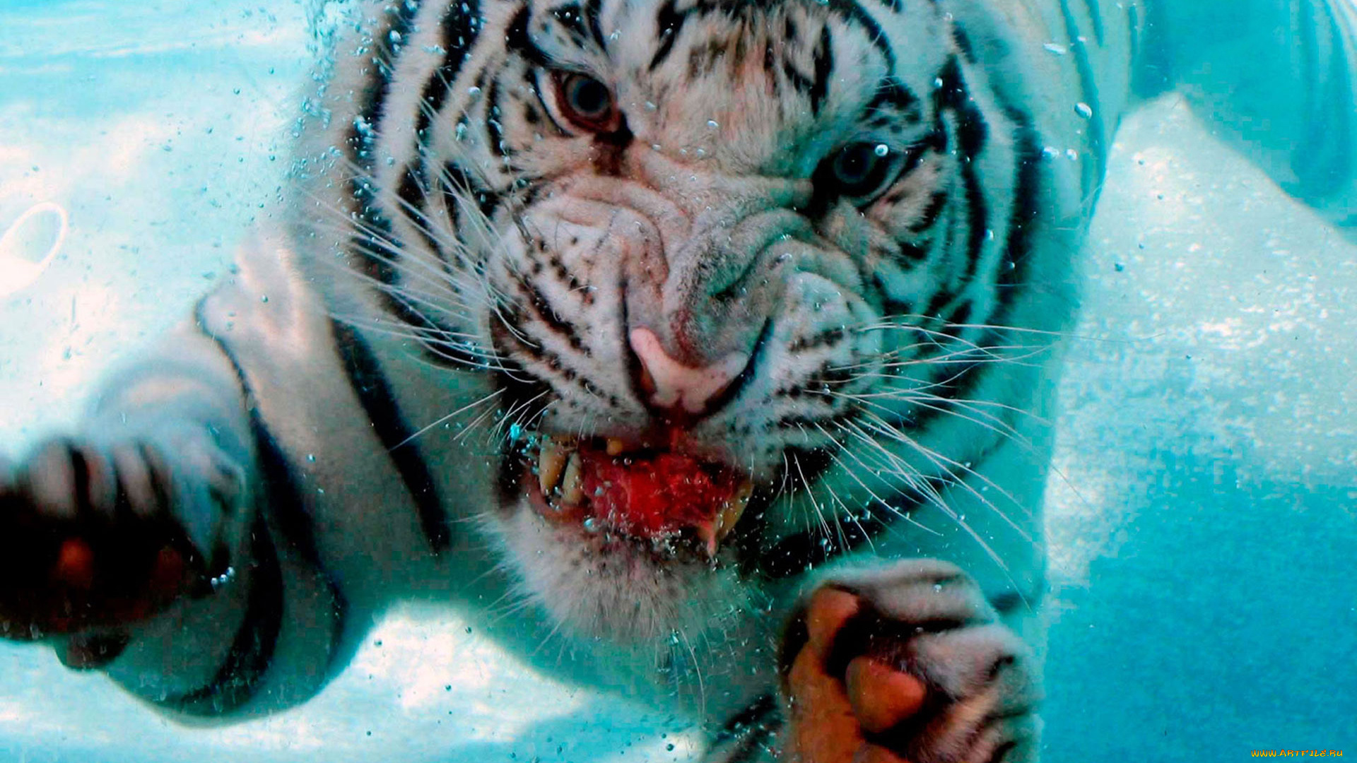 животные, тигры, тигр, хищник, ныряние