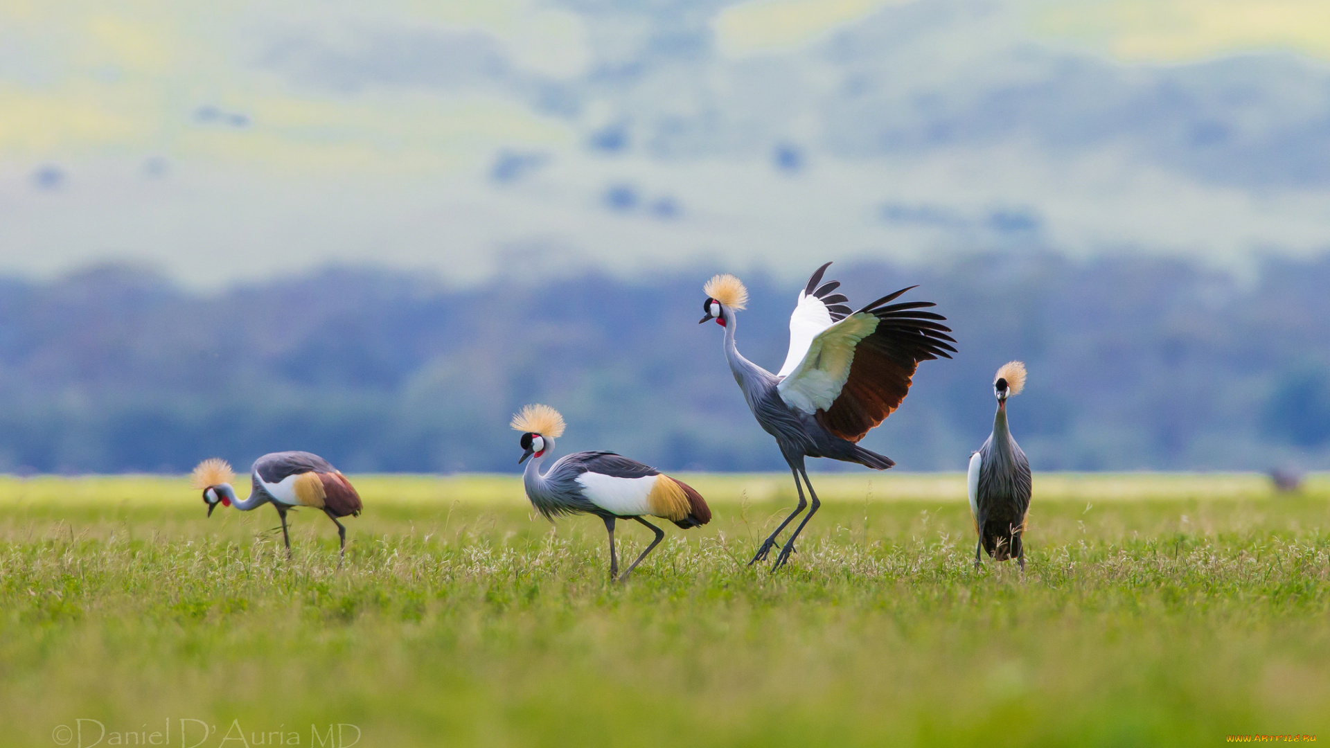 животные, журавли, хохолок, венценосный, журавль, птицы