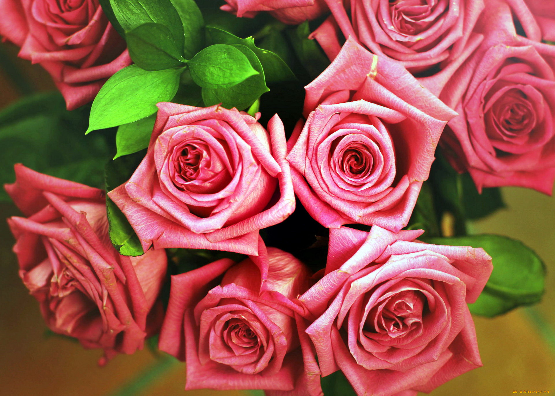 цветы, розы, розовый