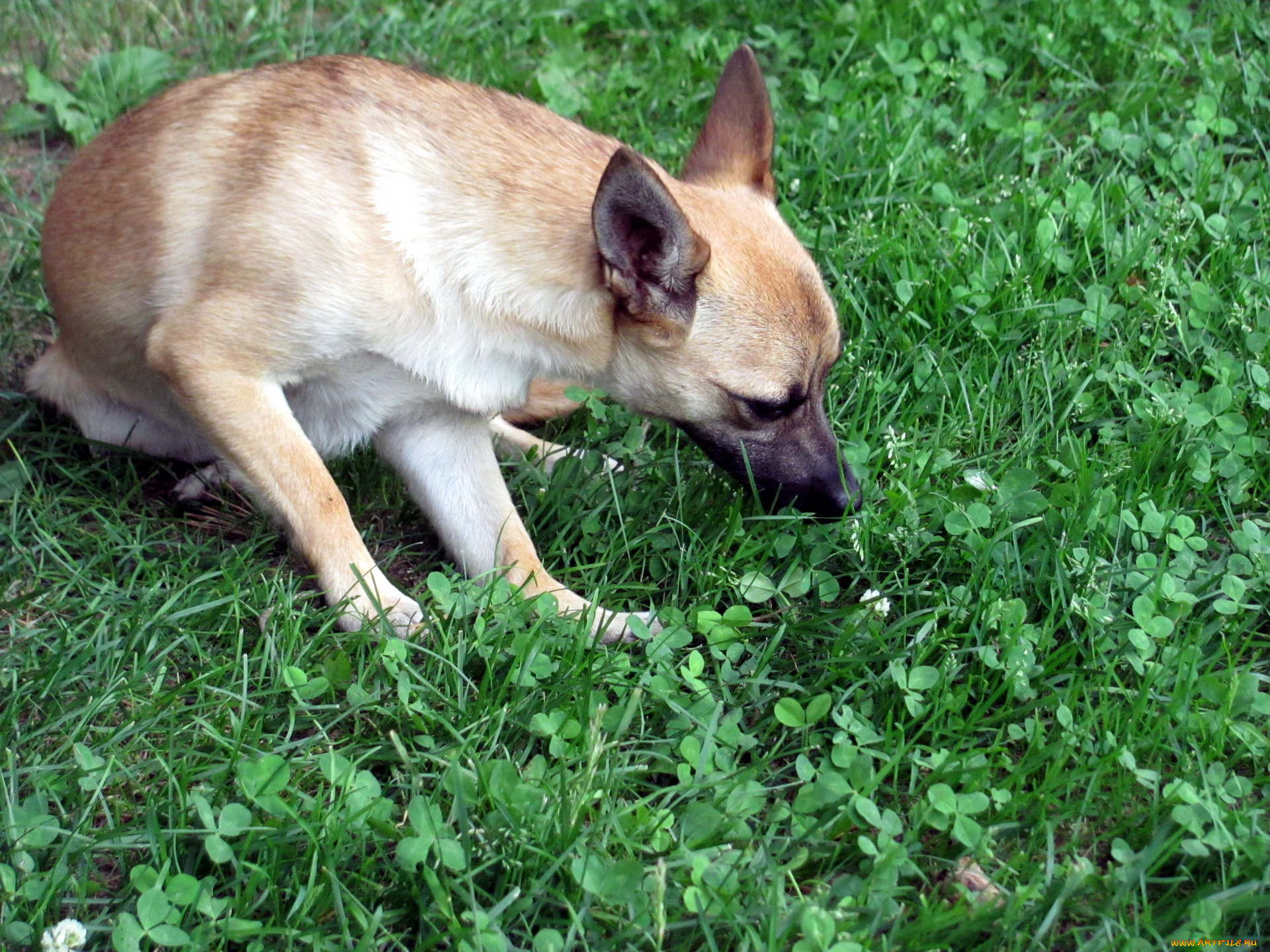 животные, собаки, трава