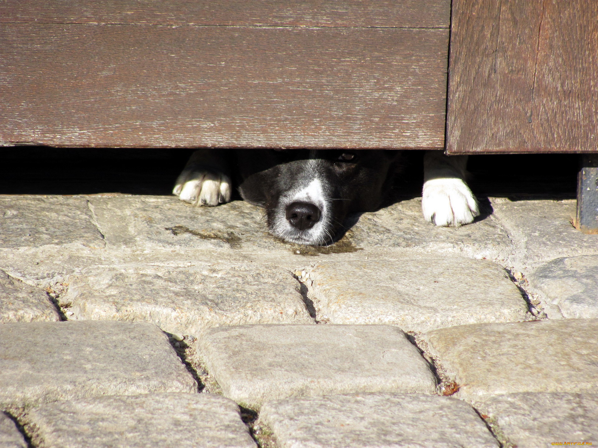 животные, собаки, взгляд