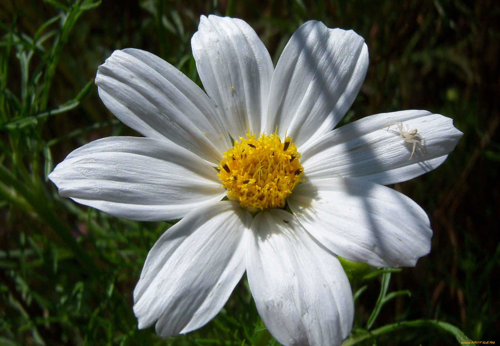 цветы, космея, цветок, паучок, макро, лето