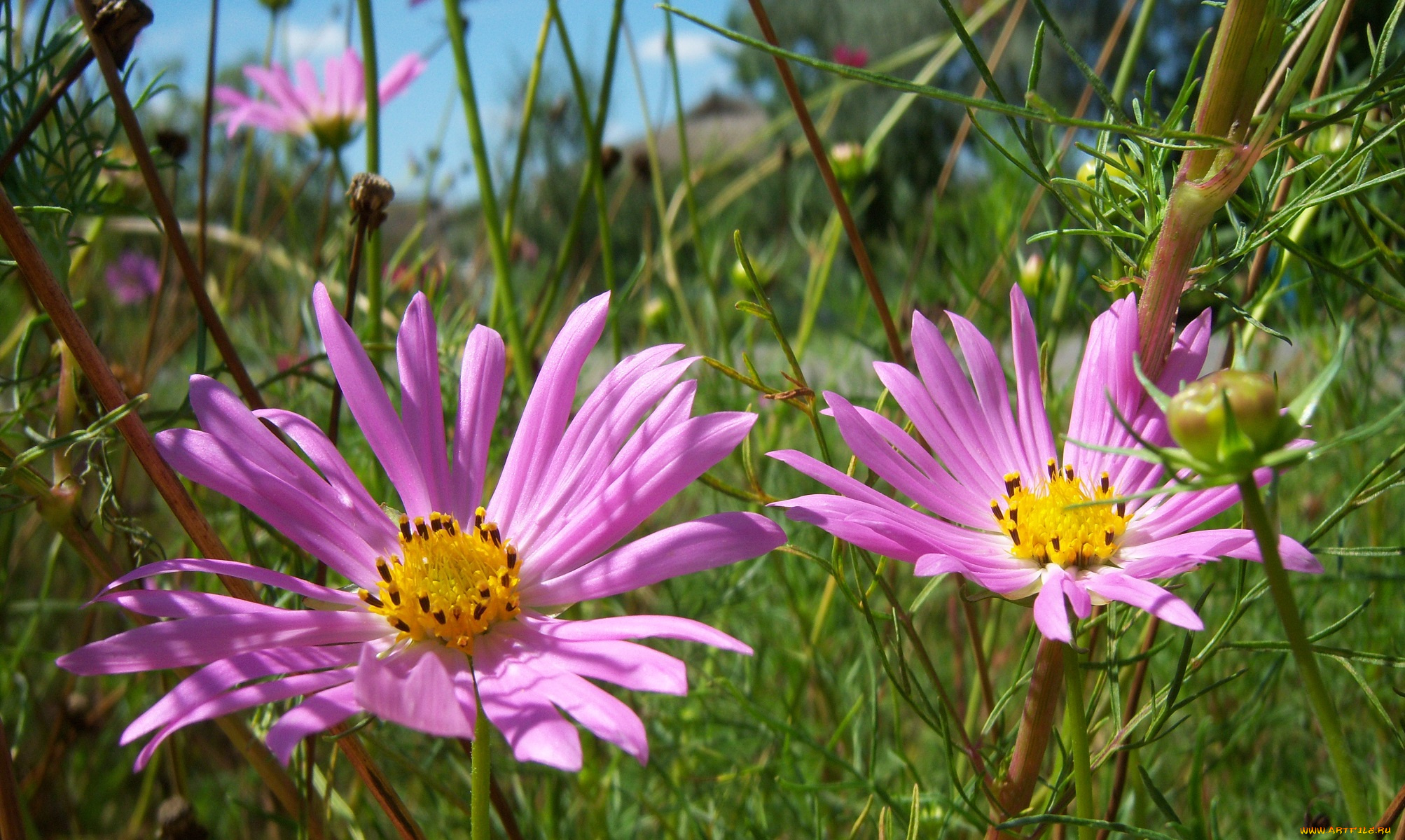 цветы, космея, розовые, лето