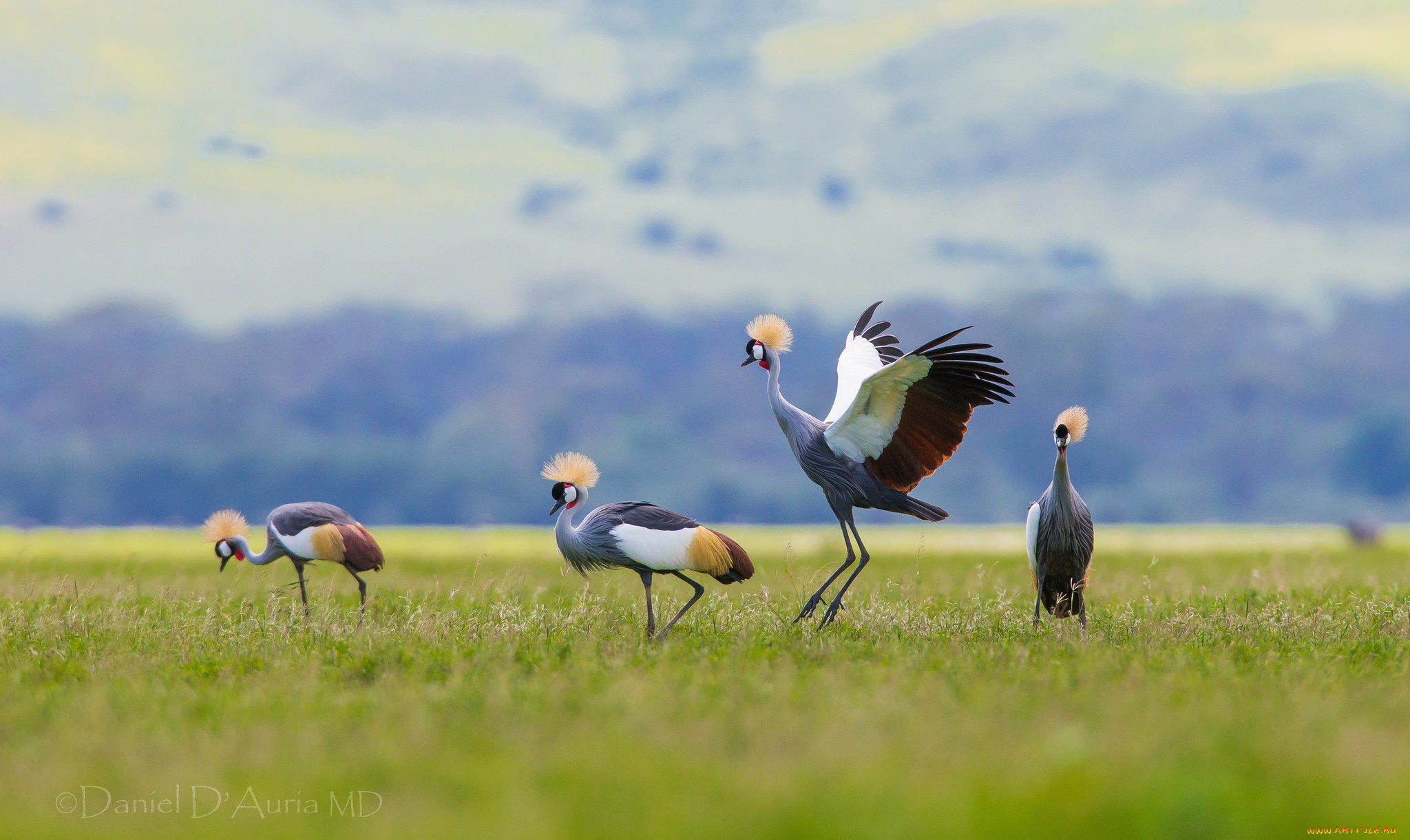 животные, журавли, хохолок, венценосный, журавль, птицы