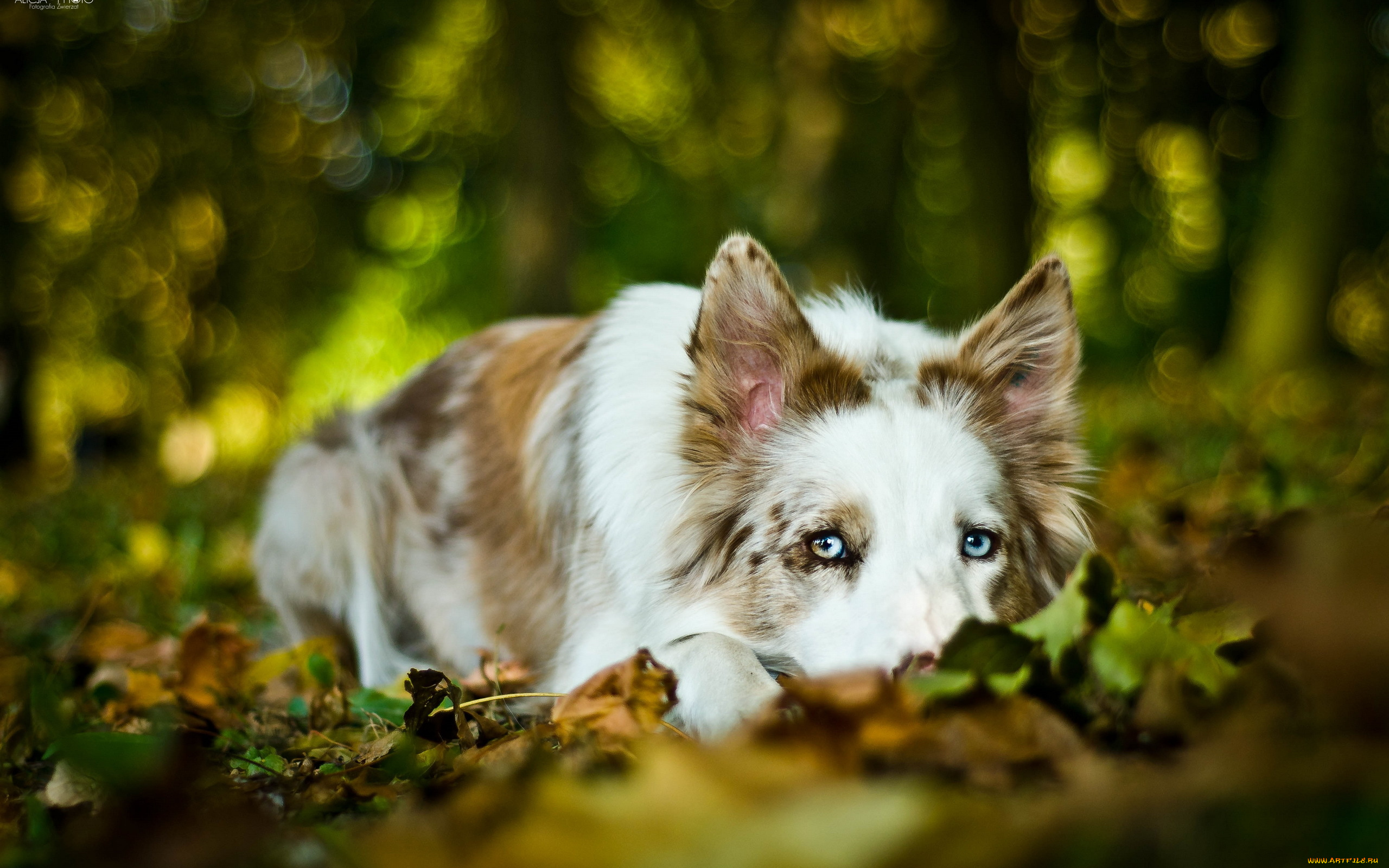 животные, собаки, собака, взгляд, друг