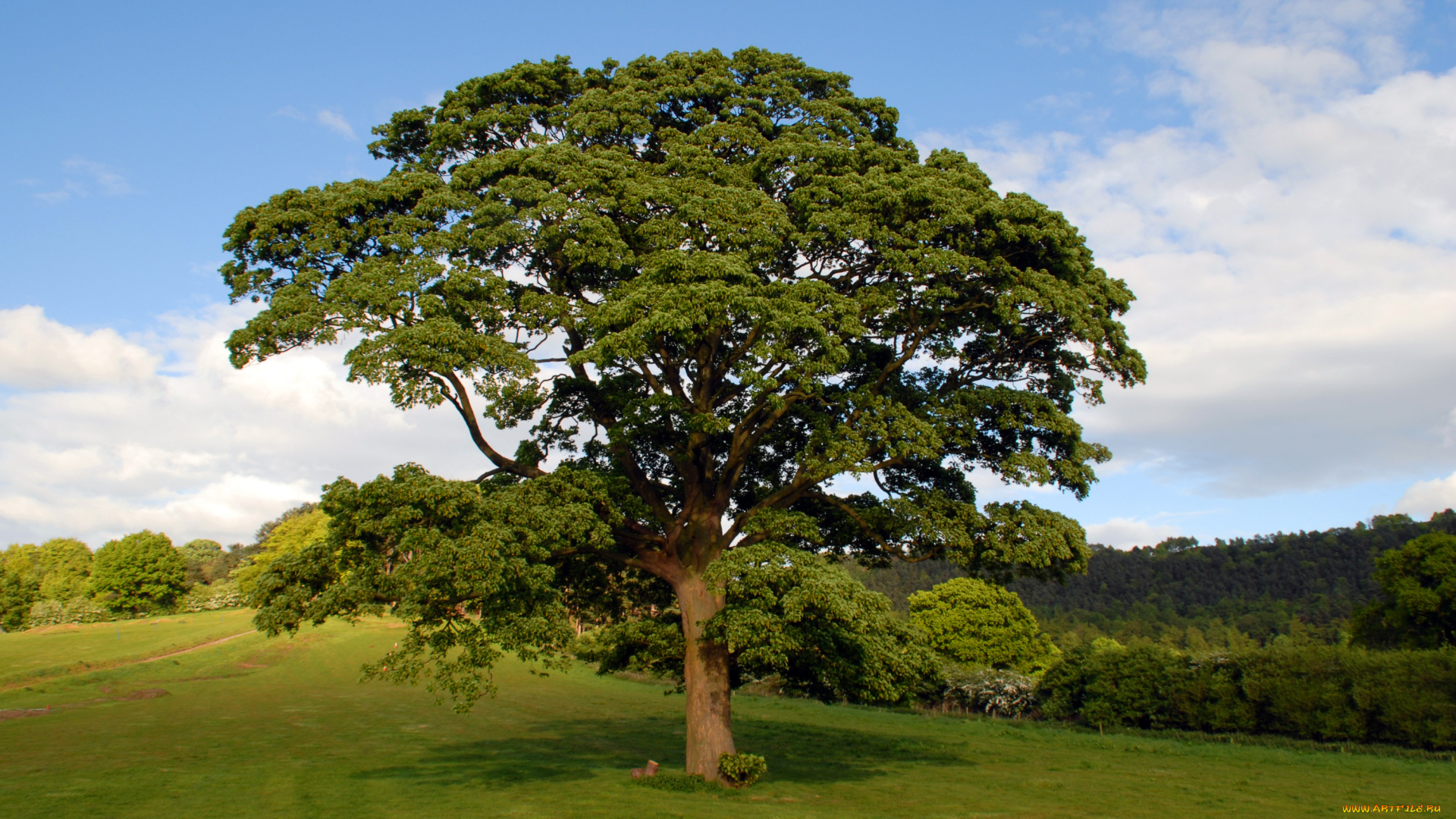 дуб, природа, деревья, дерево