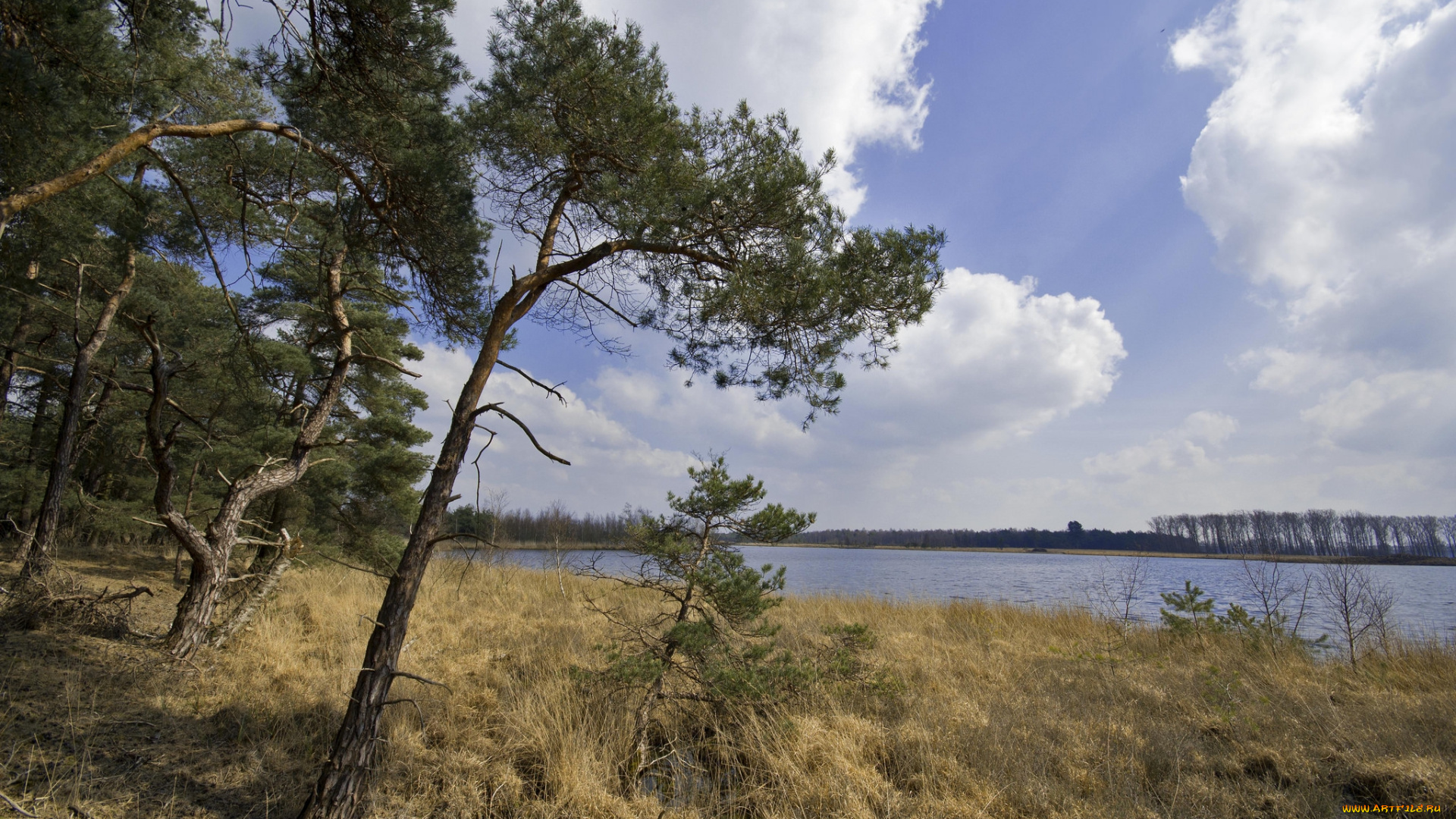 природа, реки, озера, лес, река